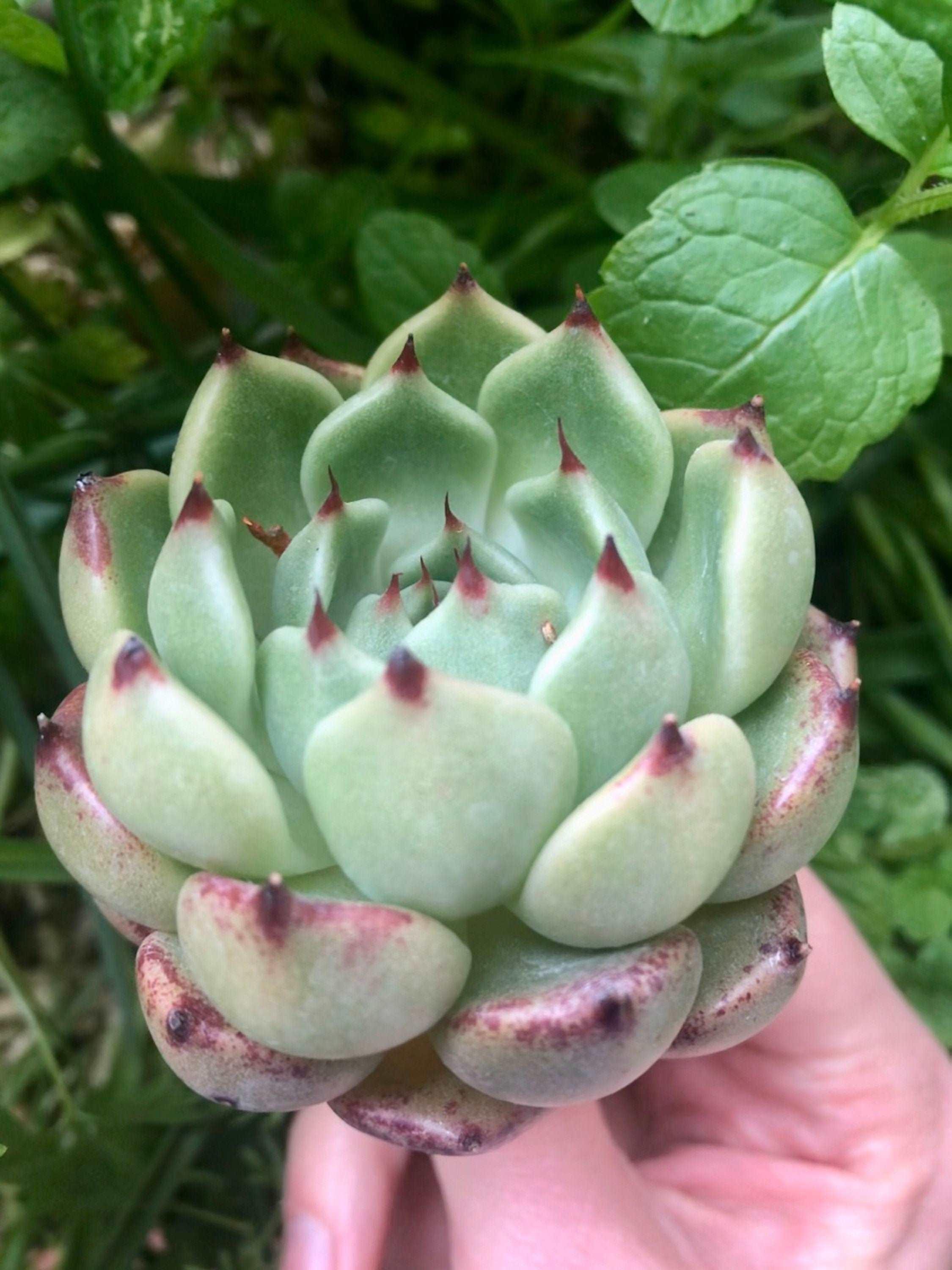 Echeveria Dark Knight - Image 5