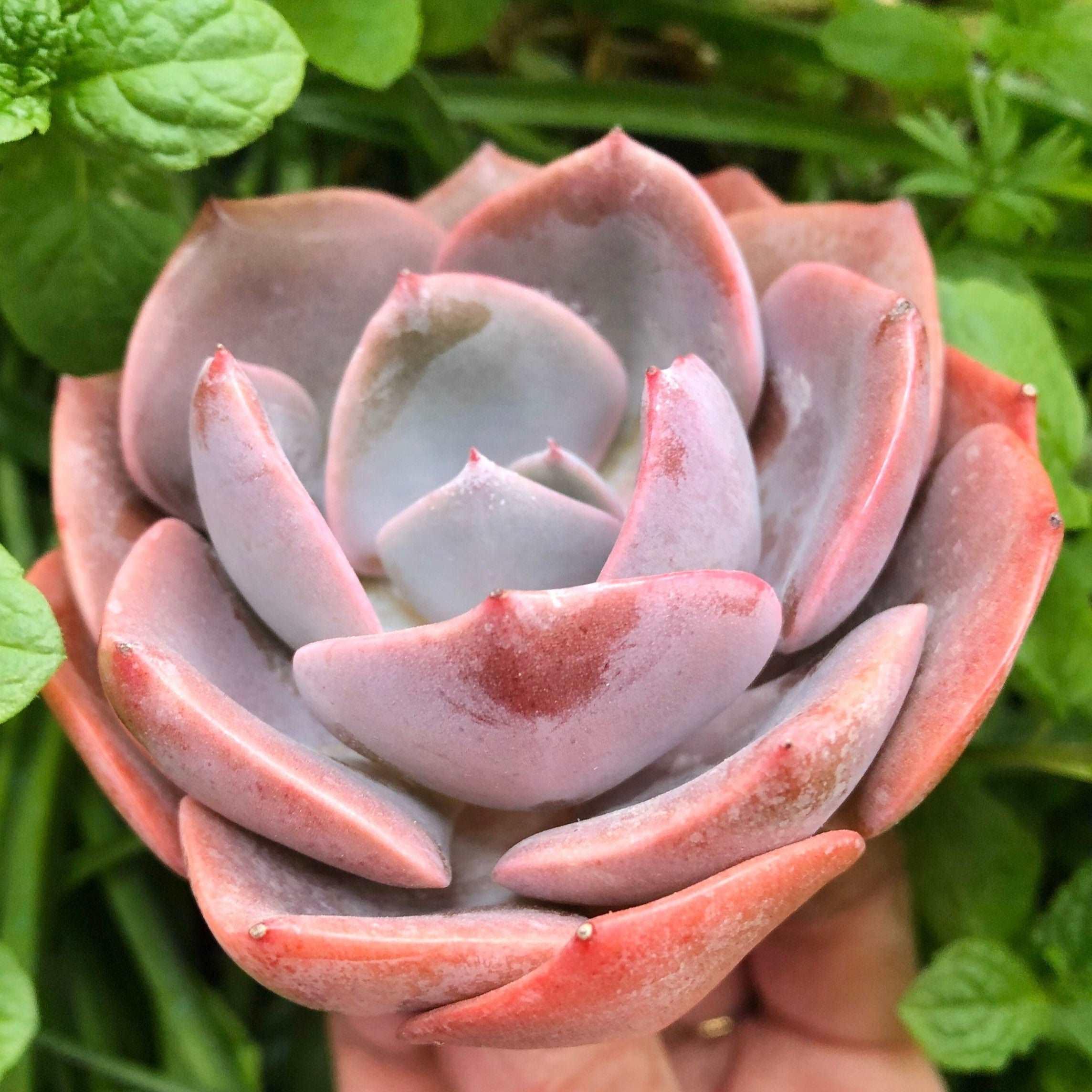Echeveria Dusty Rose