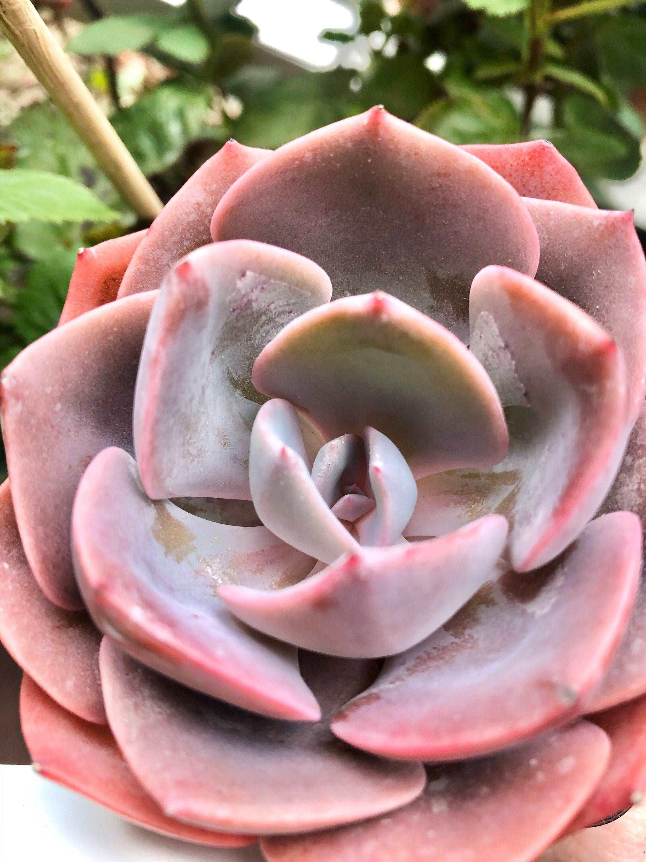 Echeveria Dusty Rose - Image 2