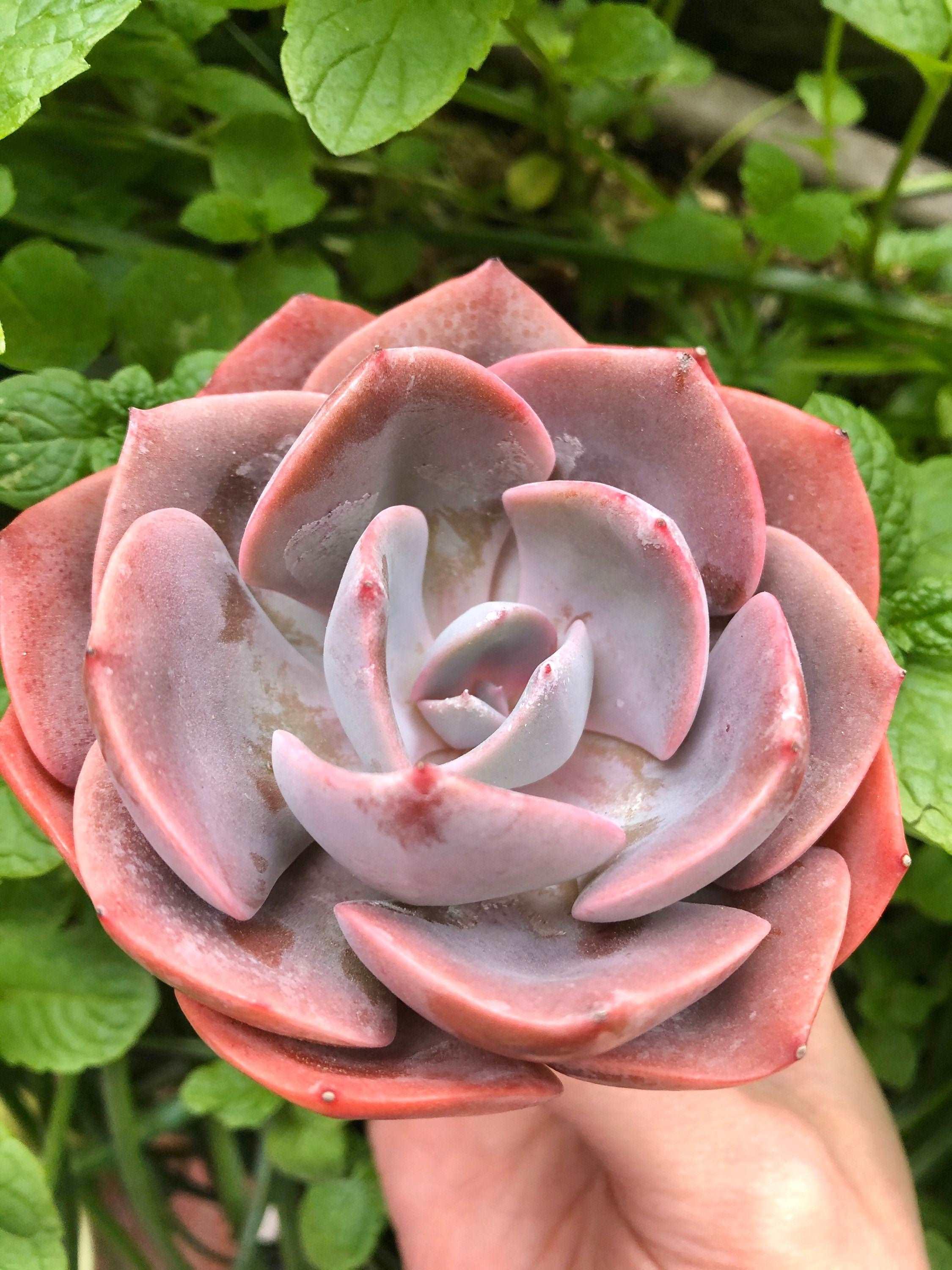Echeveria Dusty Rose - Image 3