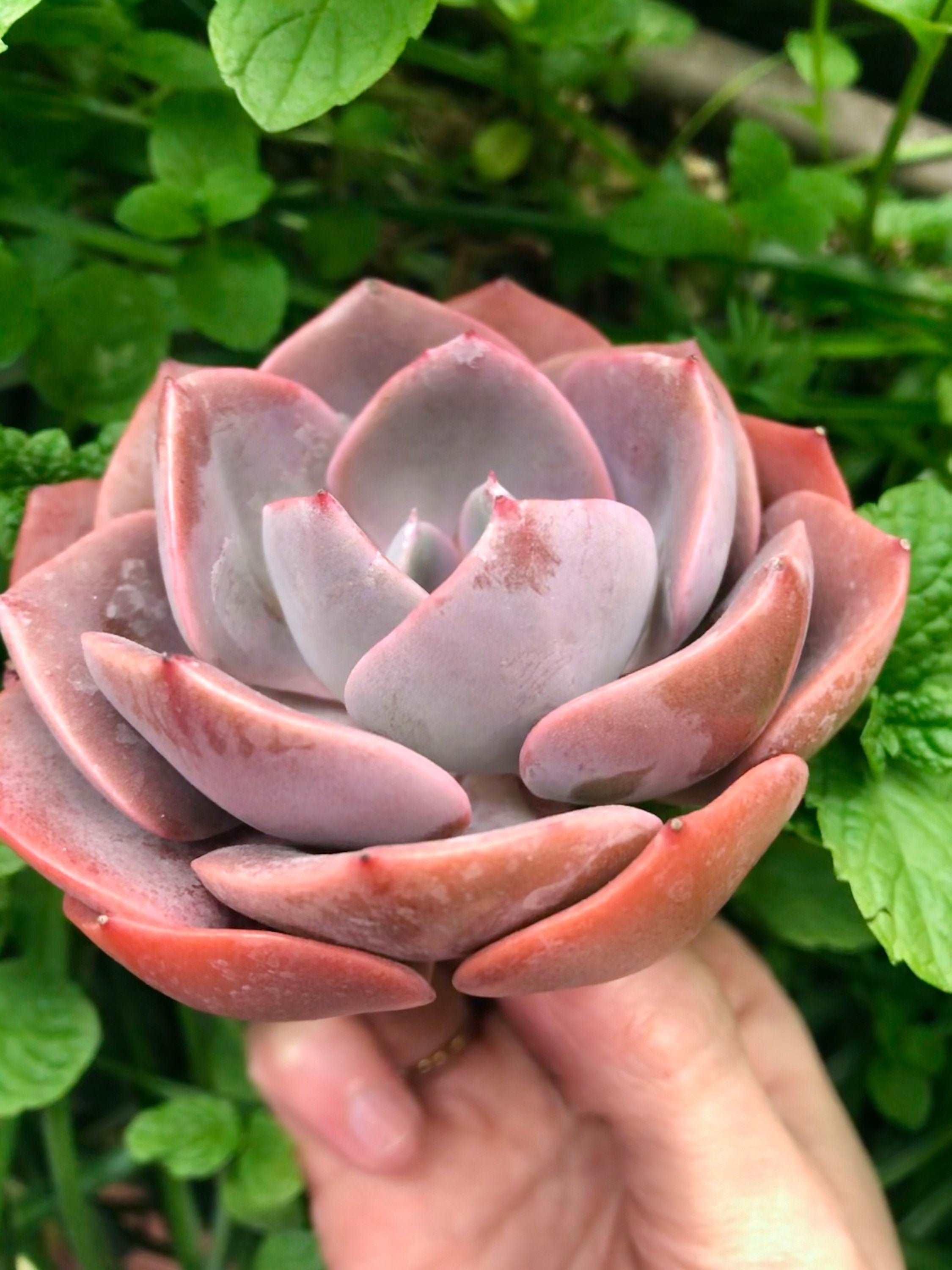 Echeveria Dusty Rose - Image 4