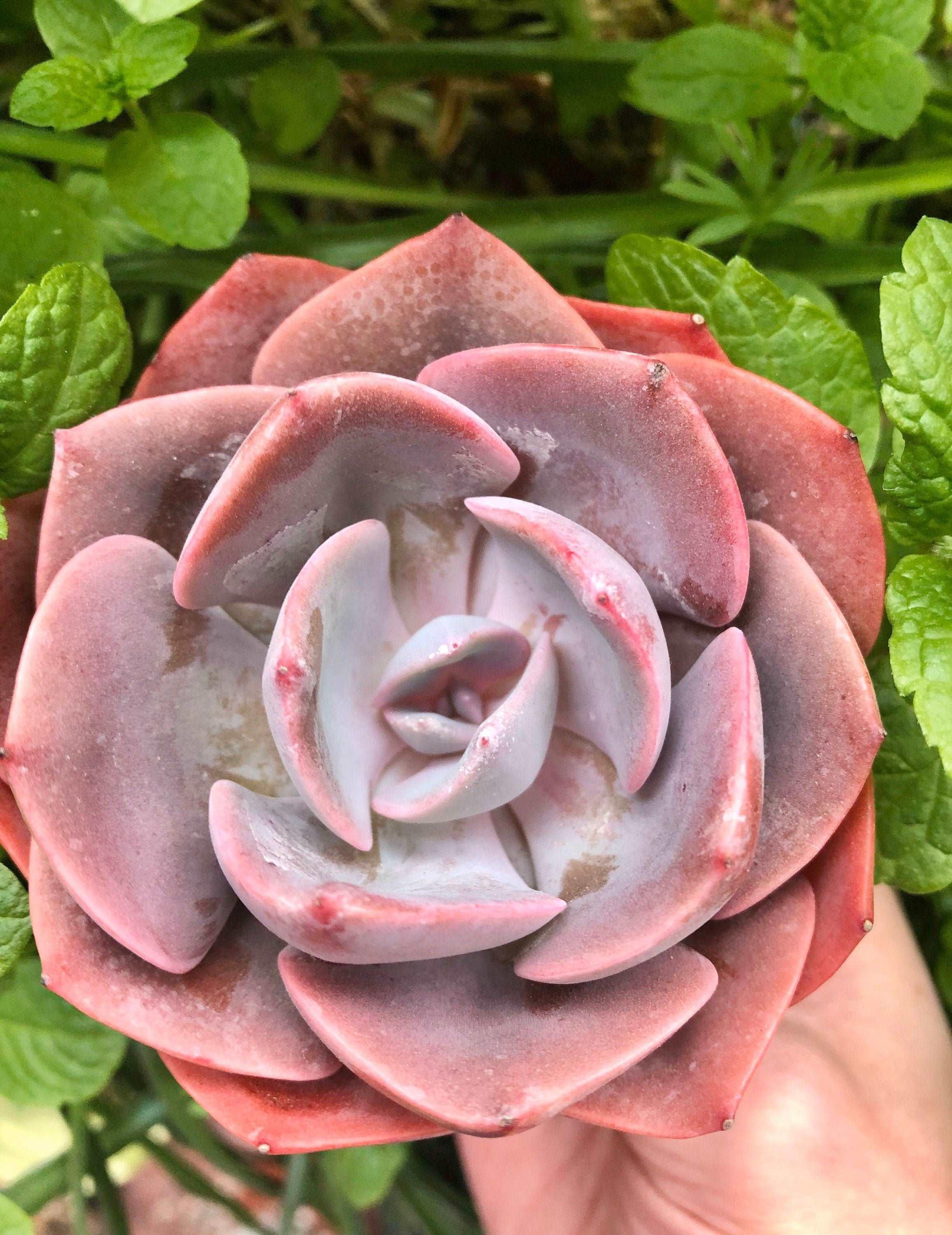 Echeveria Dusty Rose - Image 5