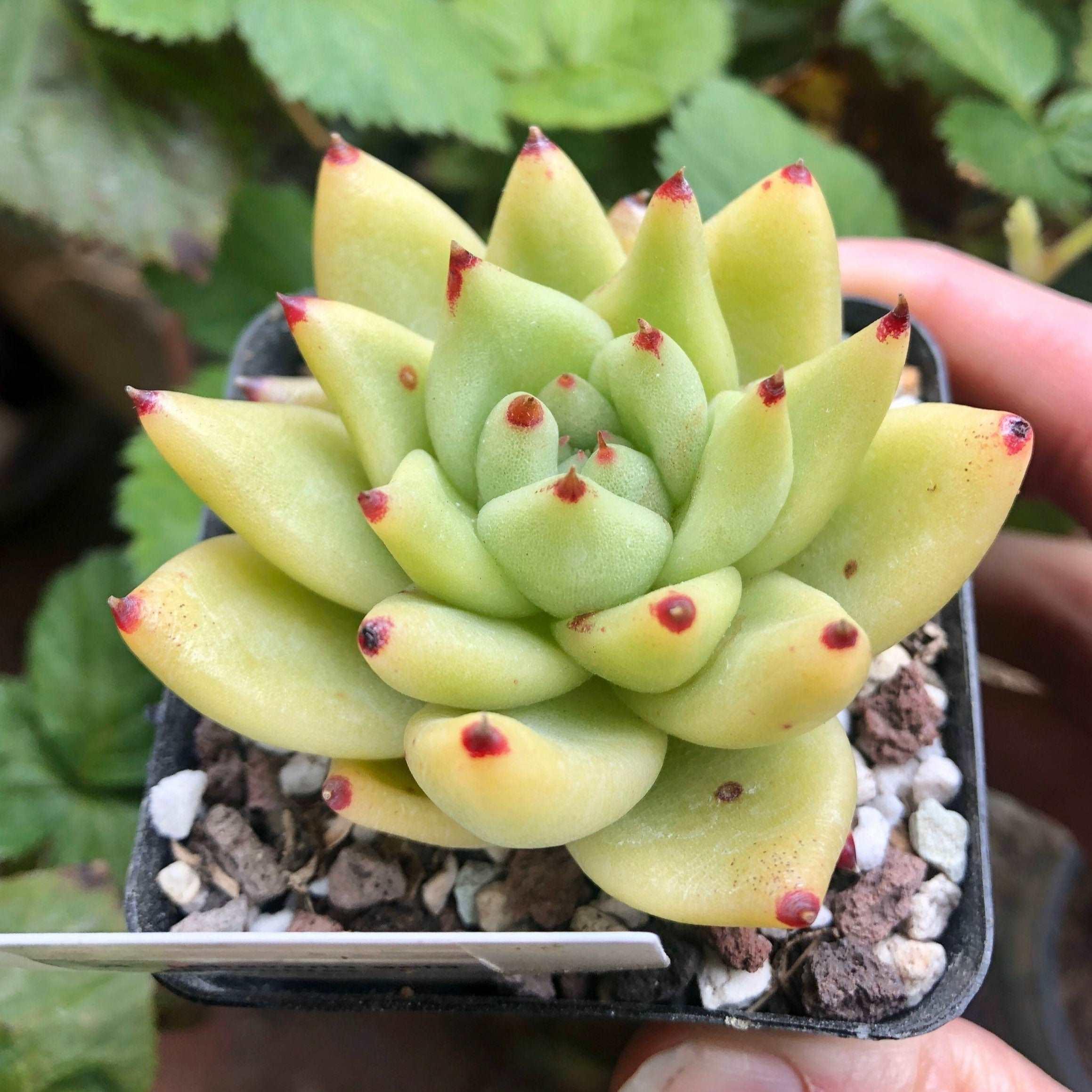 Echeveria gold agaboides