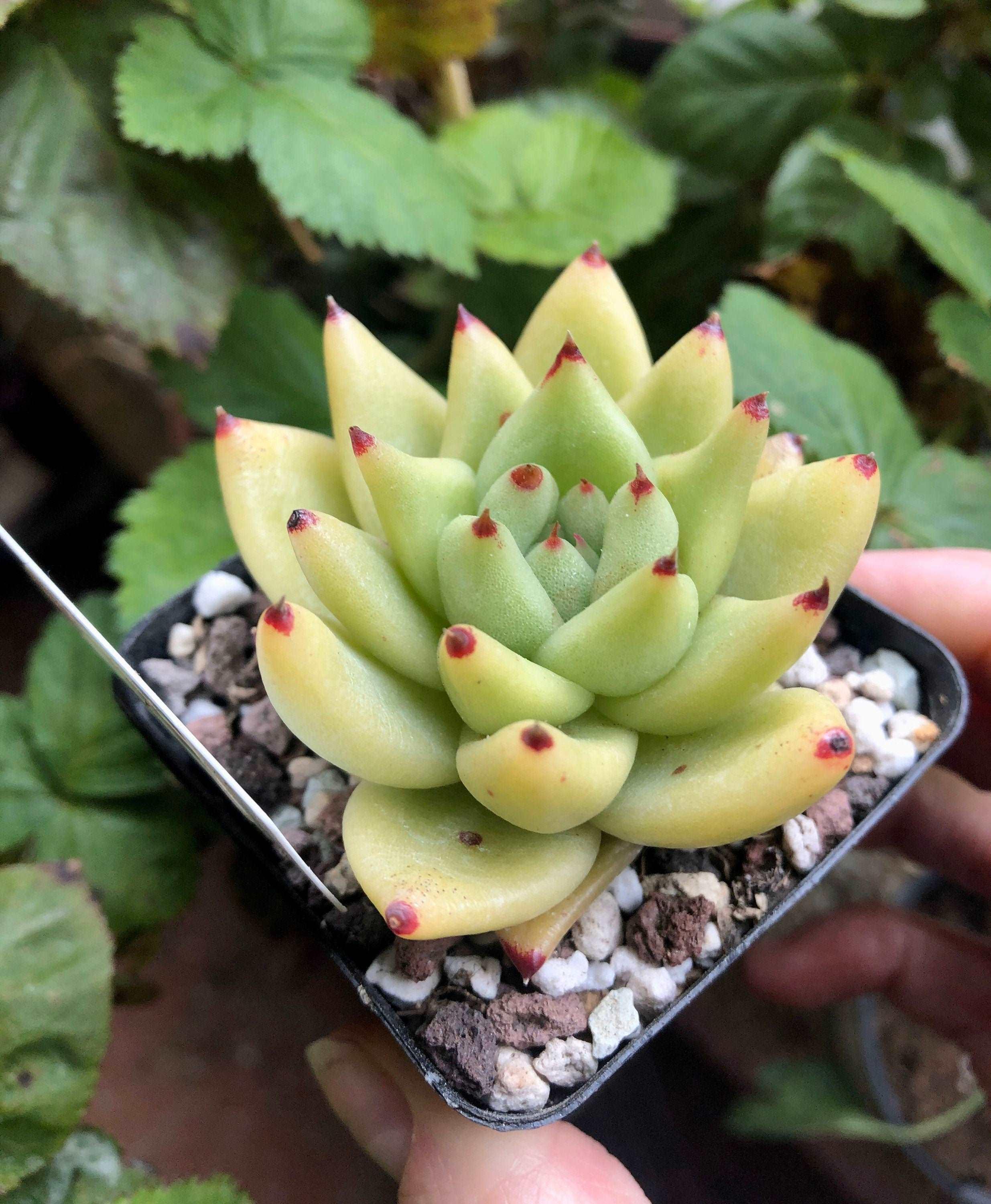 Echeveria gold agaboides - Image 2