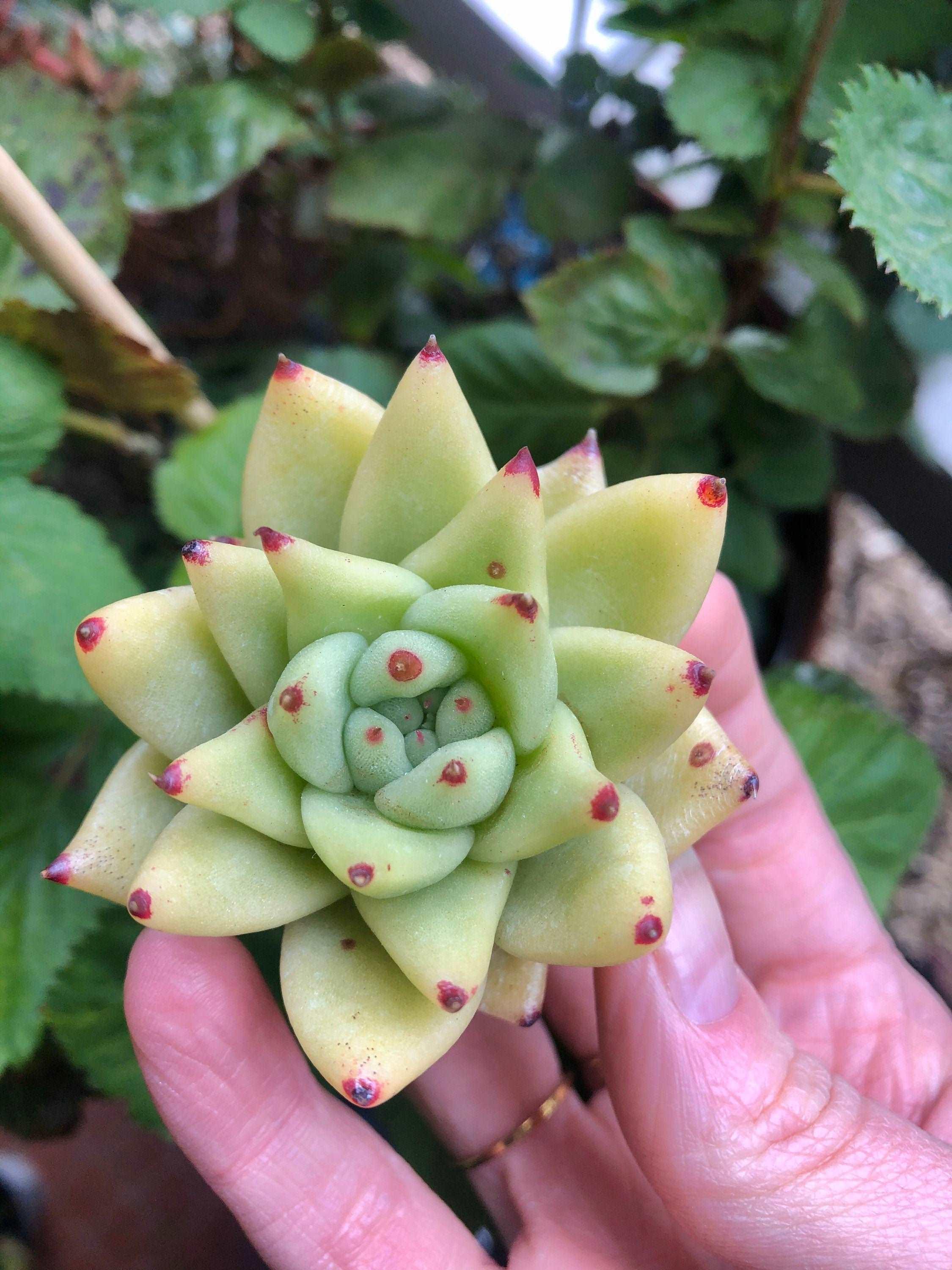 Echeveria gold agaboides - Image 3