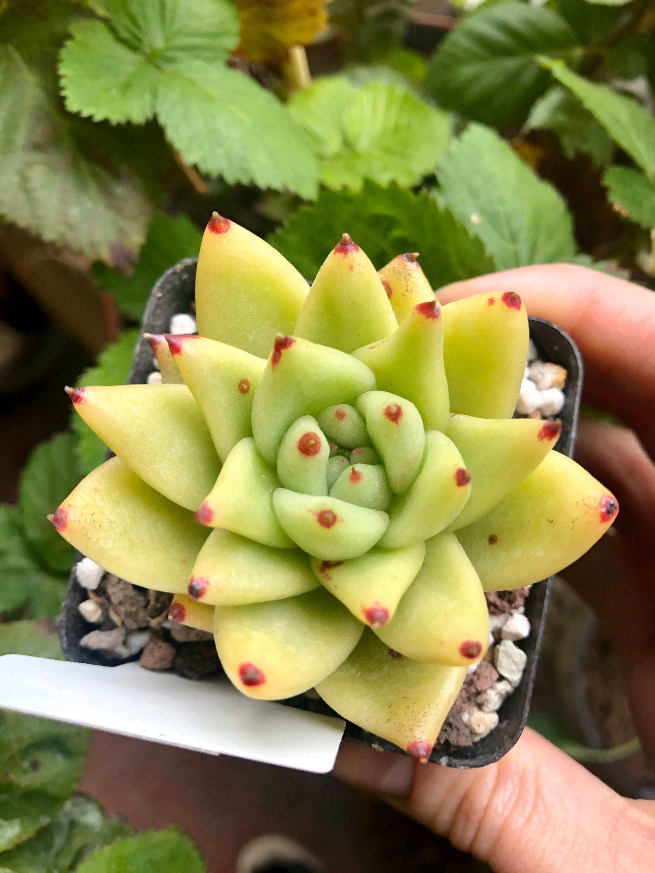 Echeveria gold agaboides - Image 4