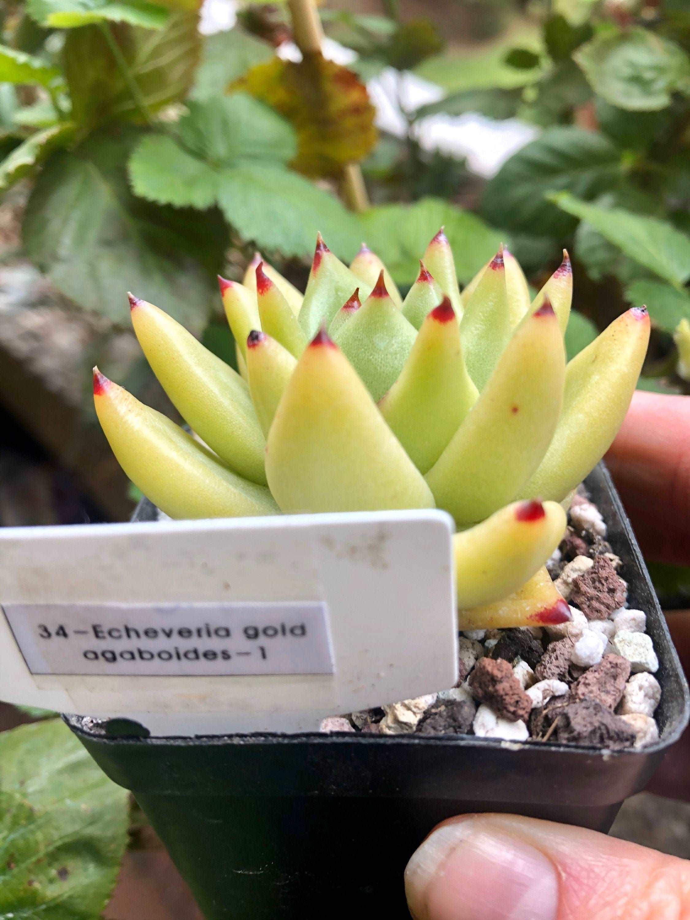 Echeveria gold agaboides - Image 5