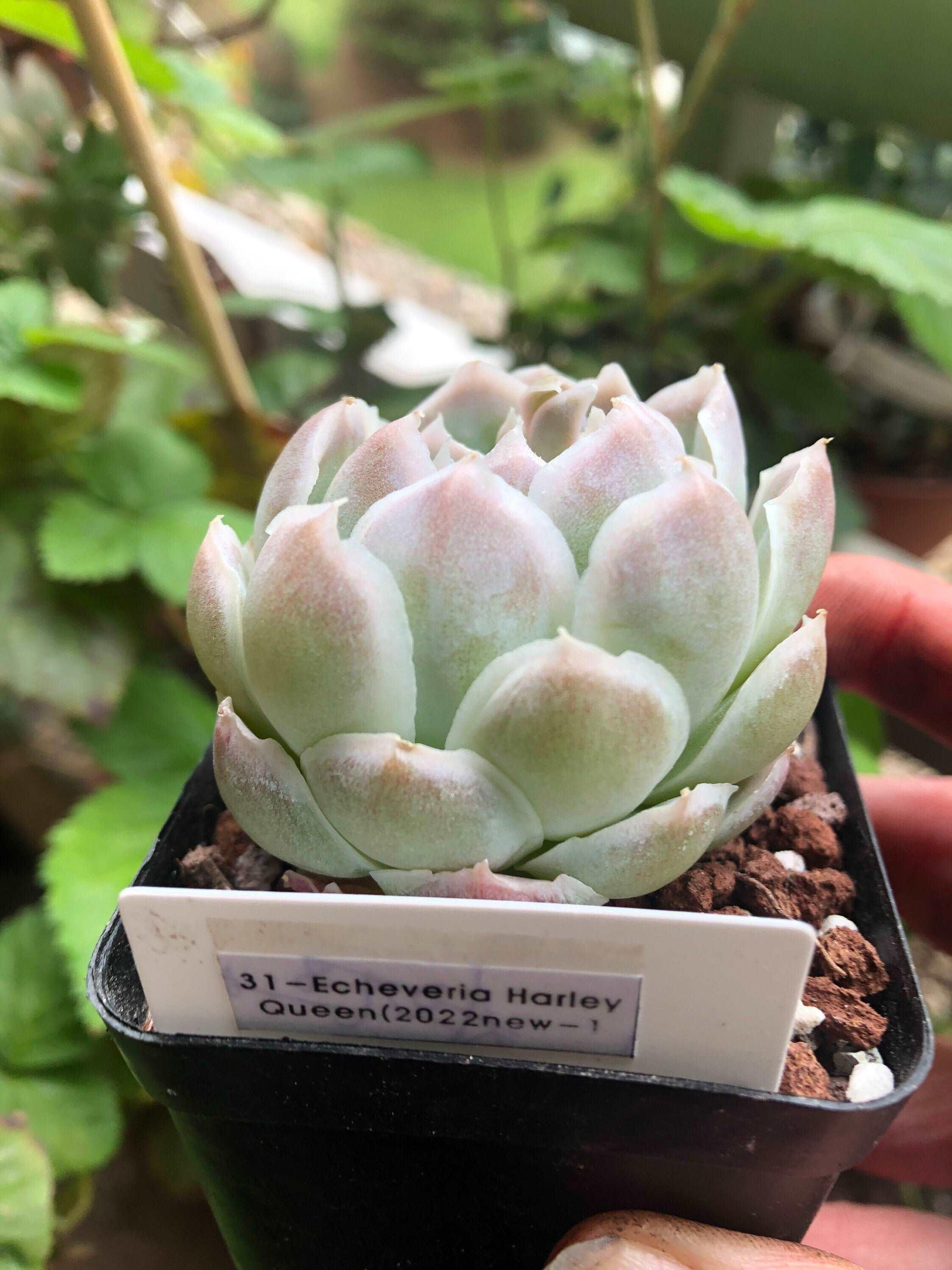 Echeveria Harley Queen - Image 3