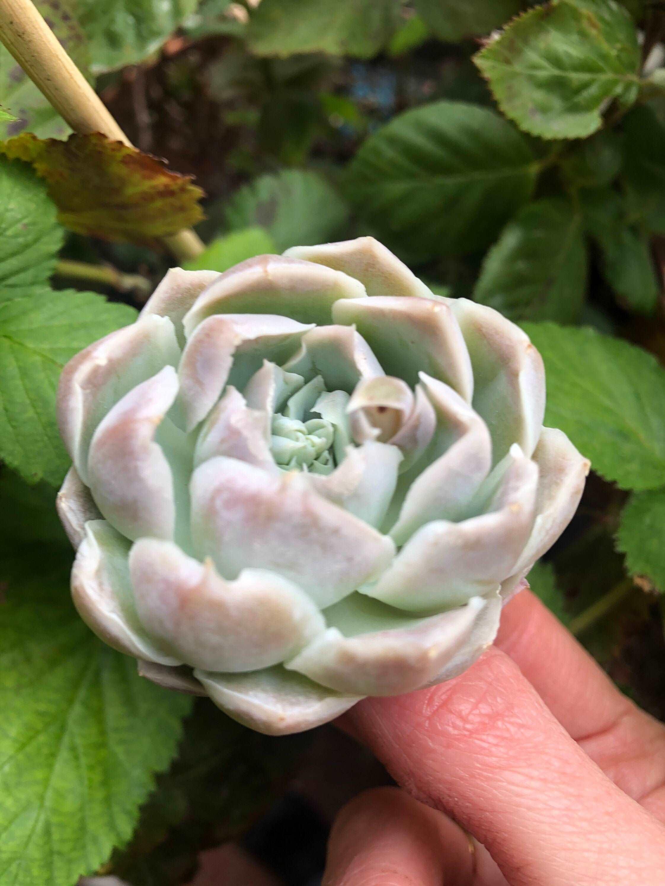 Echeveria Harley Queen - Image 4