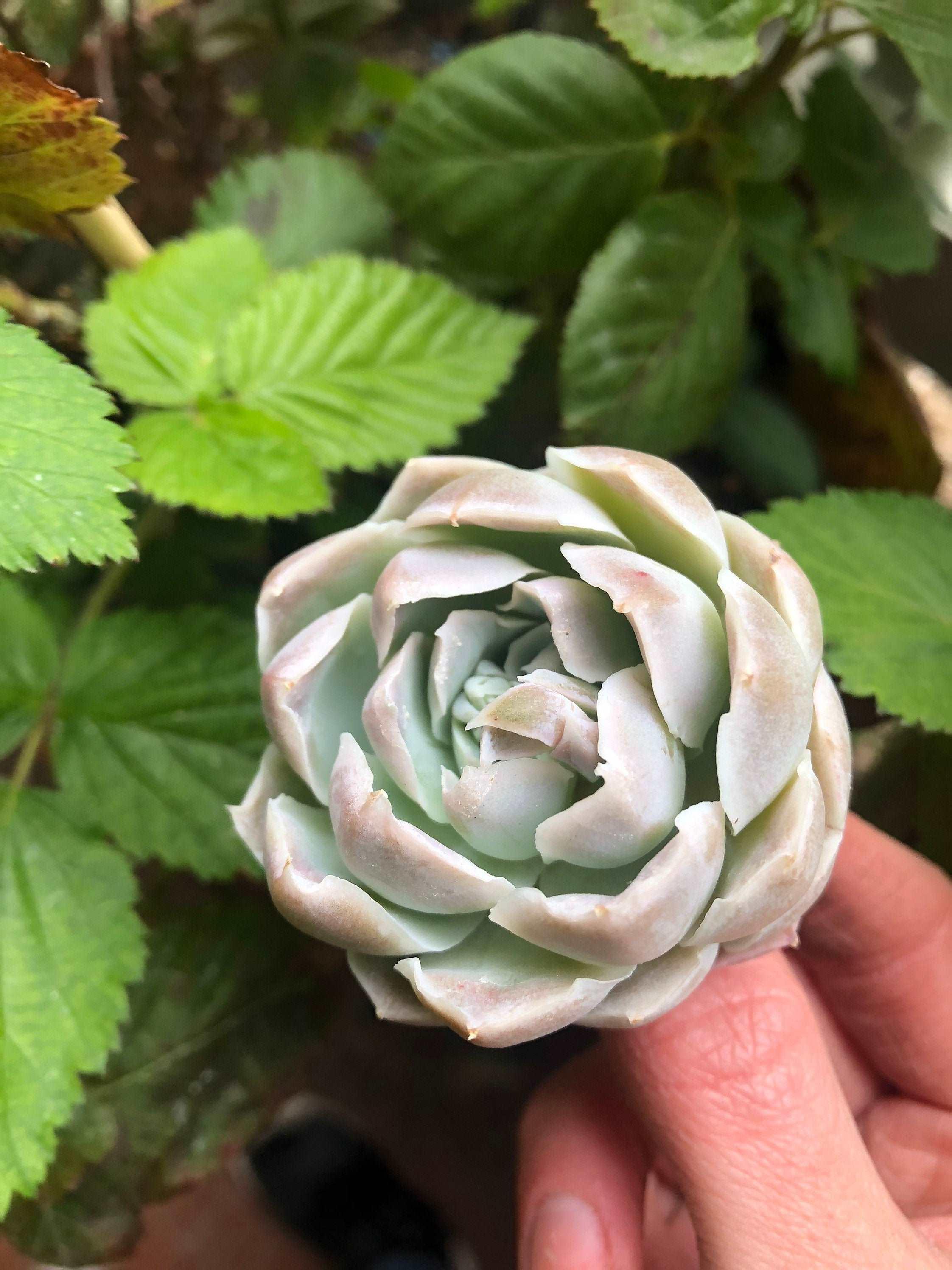 Echeveria Harley Queen - Image 5