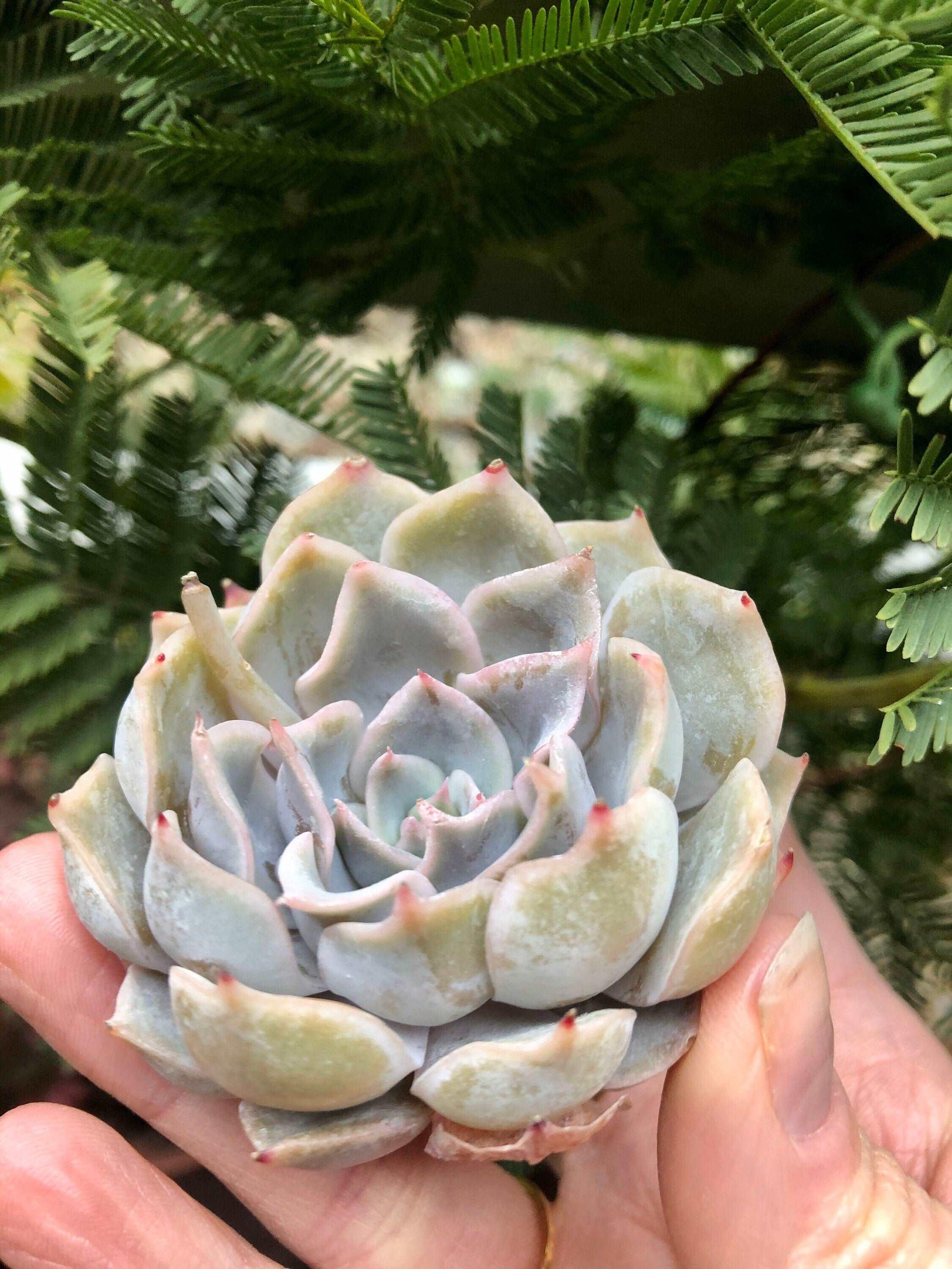 Echeveria Honeyella - Image 3