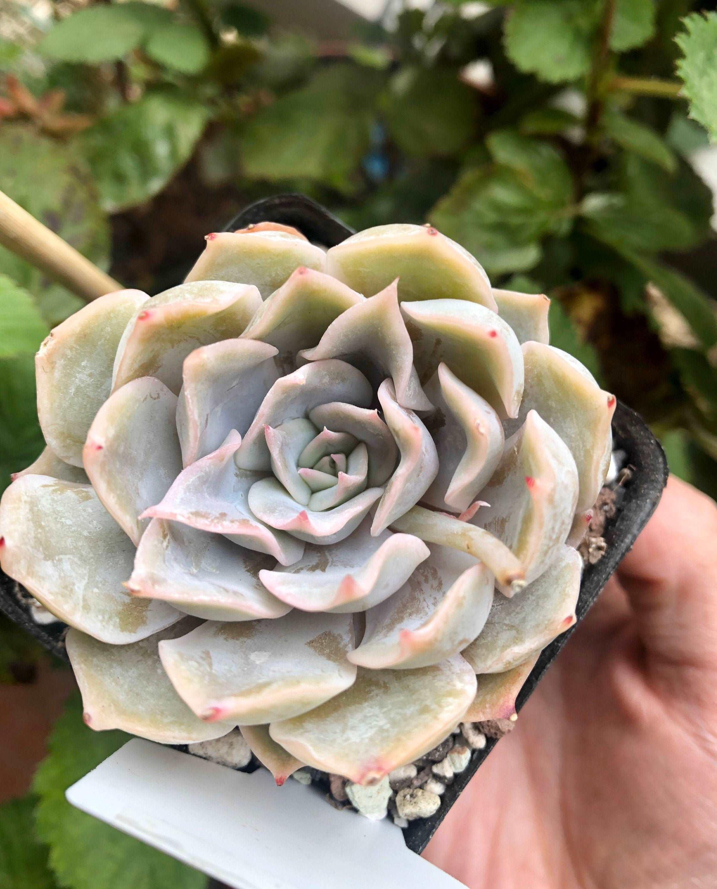 Echeveria Honeyella - Image 4