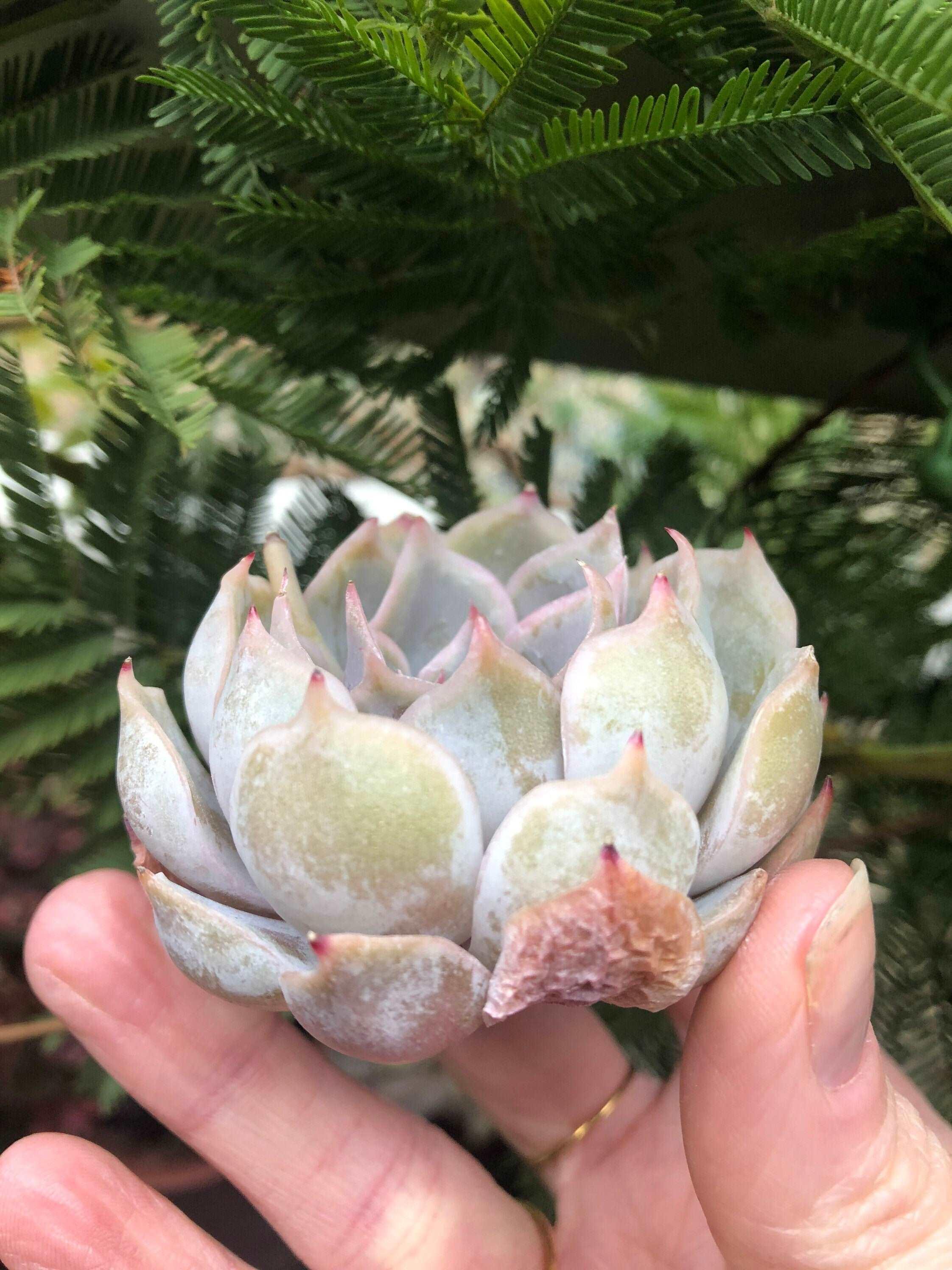 Echeveria Honeyella - Image 5