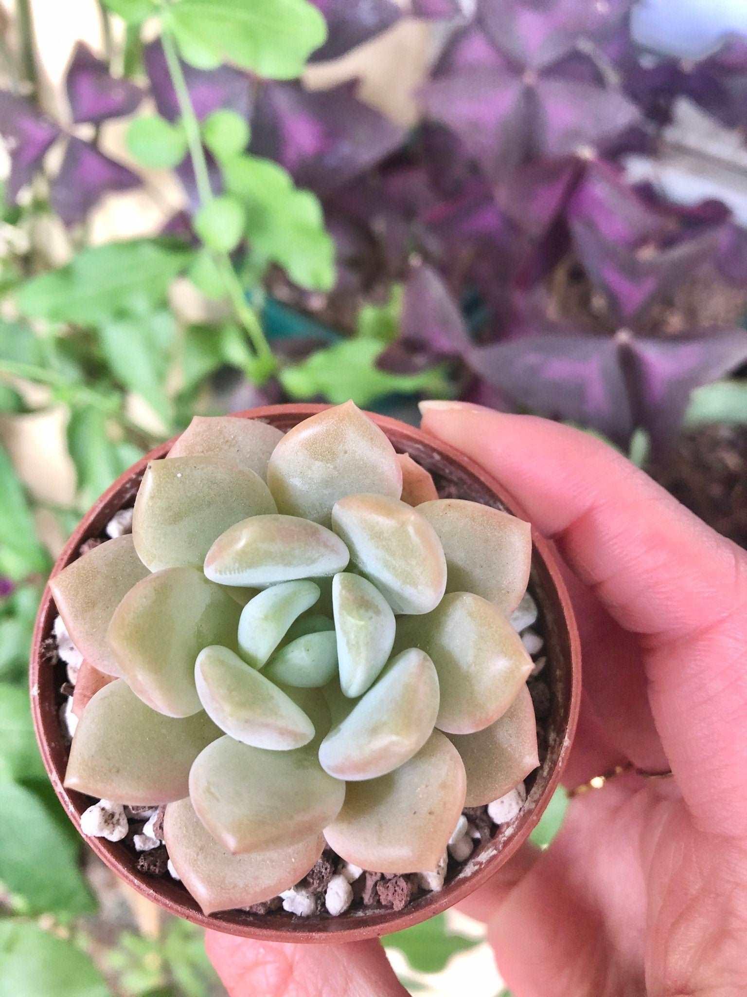 Echeveria Ice Cream - Image 2
