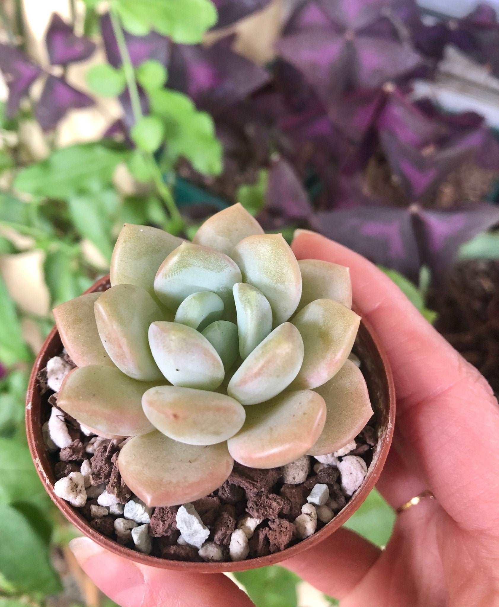 Echeveria Ice Cream - Image 3