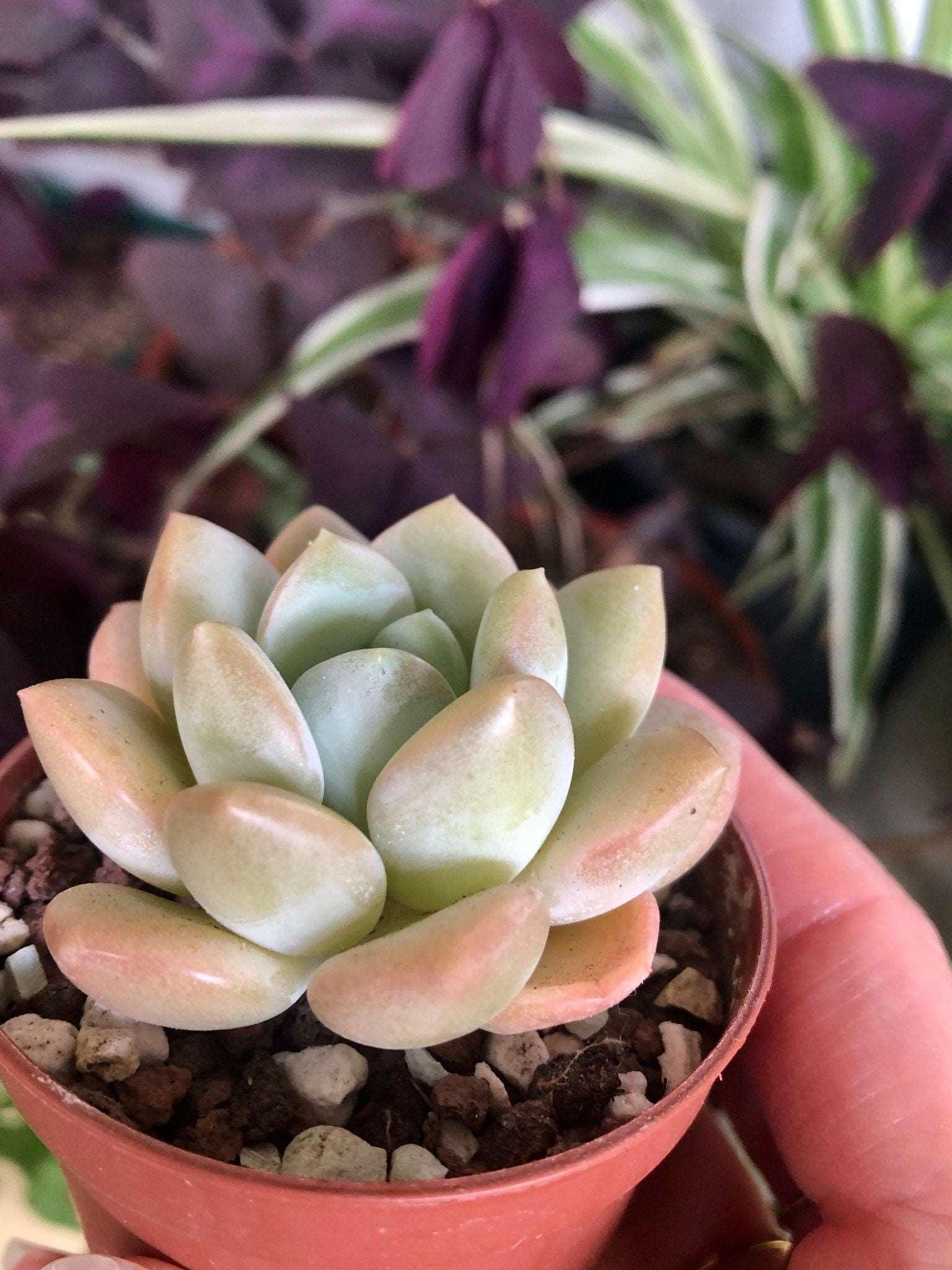 Echeveria Ice Cream - Image 4
