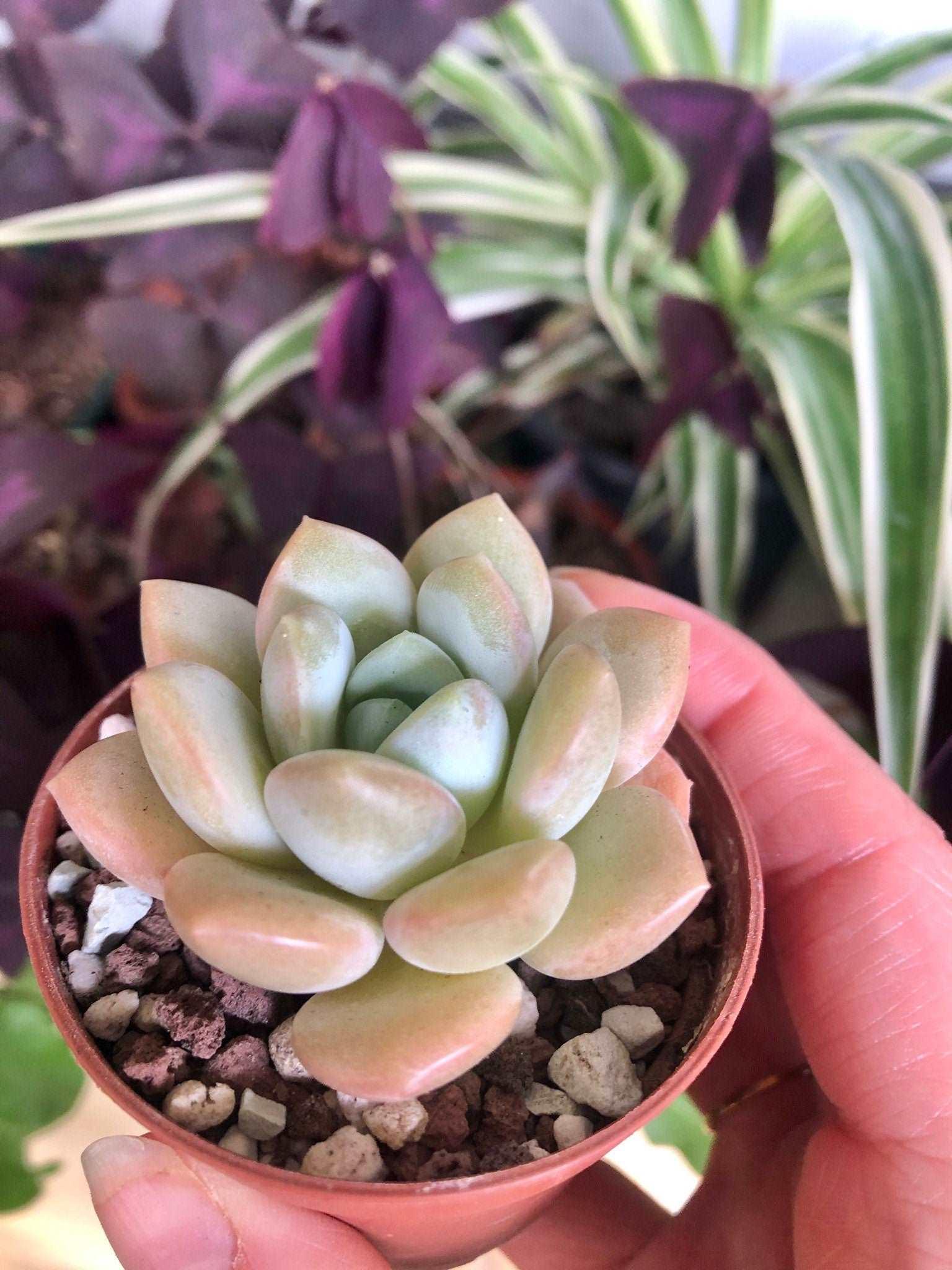 Echeveria Ice Cream - Image 5