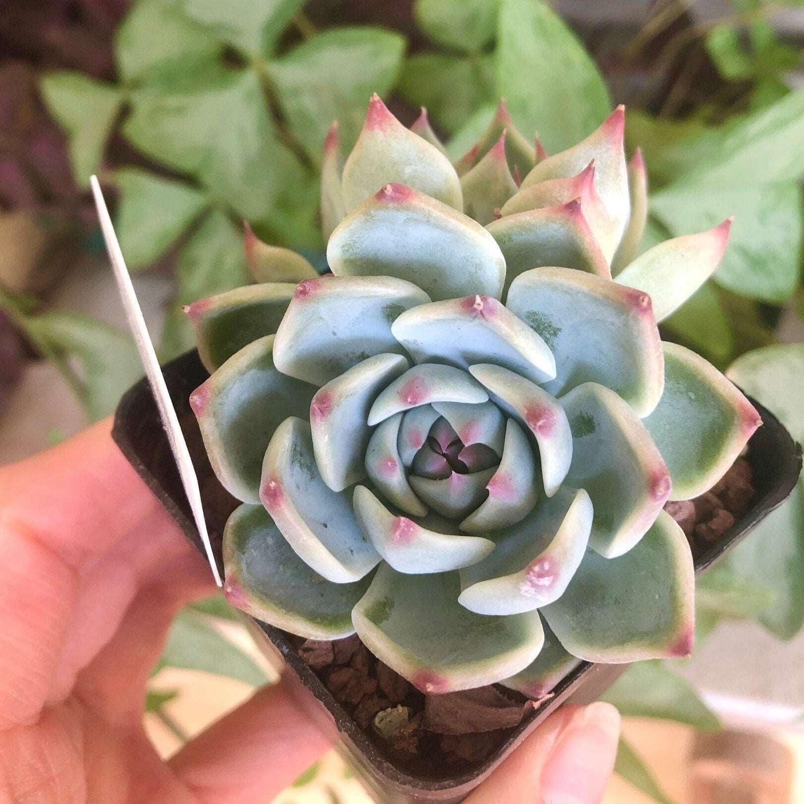 Echeveria Icon