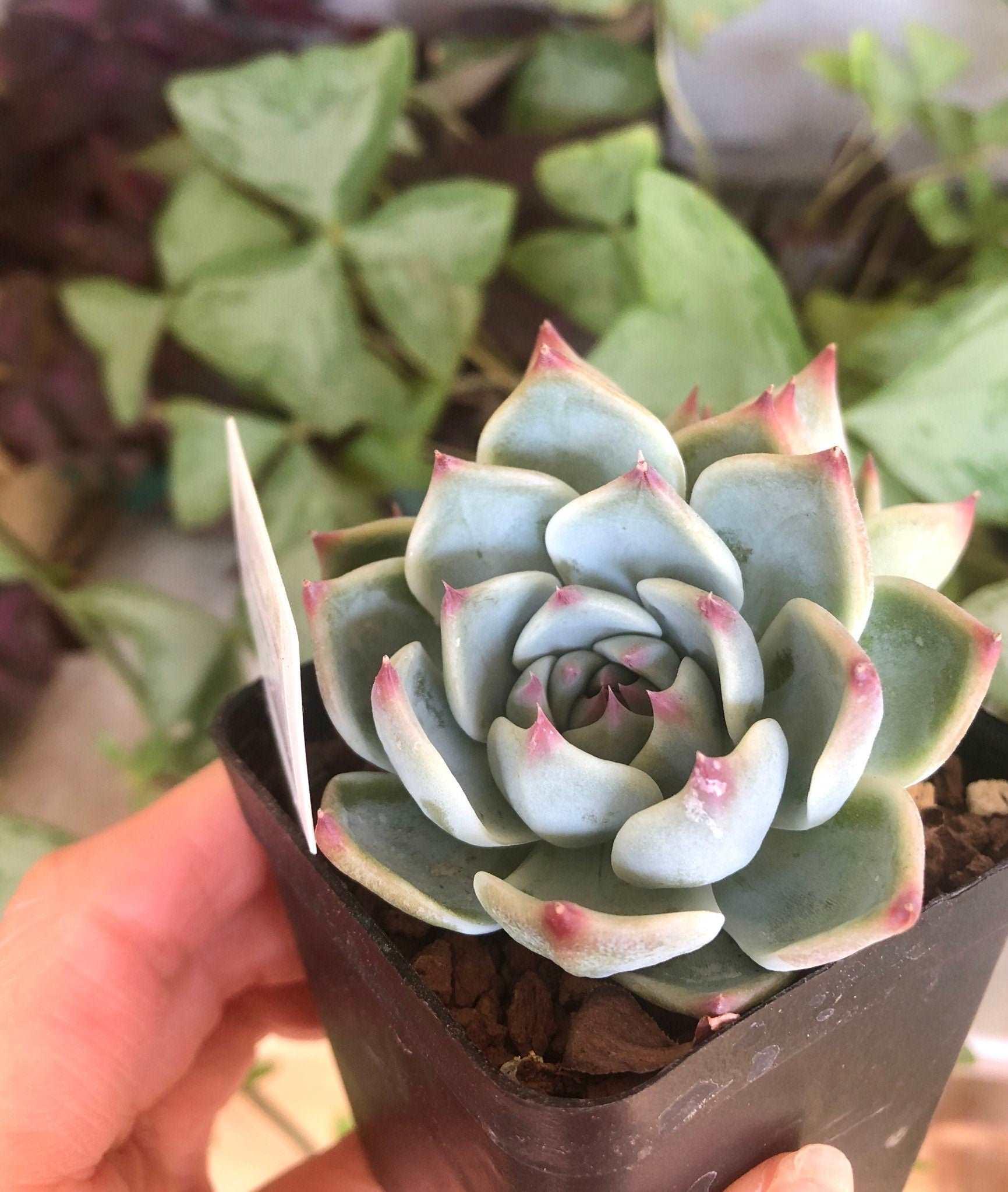 Echeveria Icon - Image 2