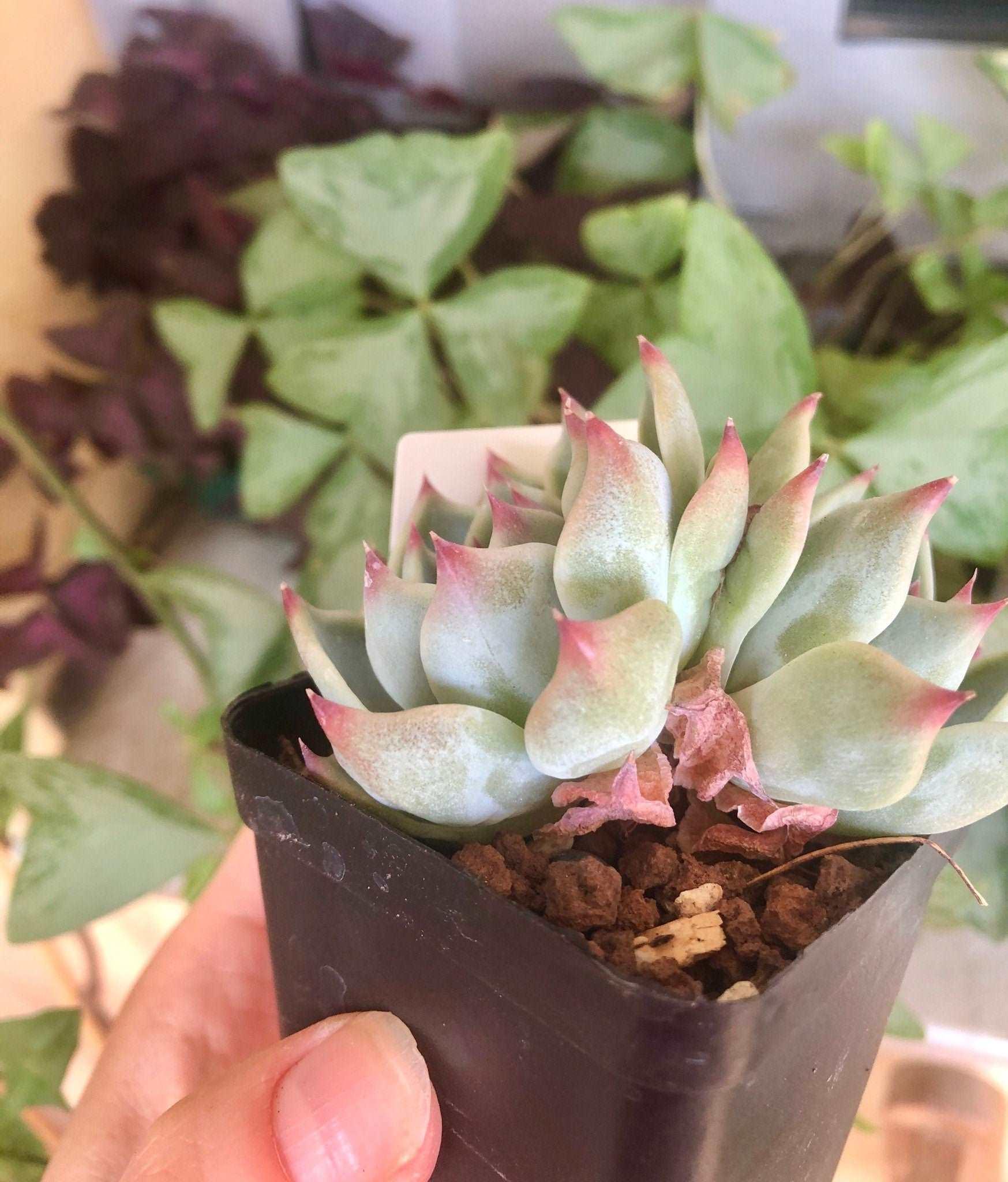 Echeveria Icon - Image 3