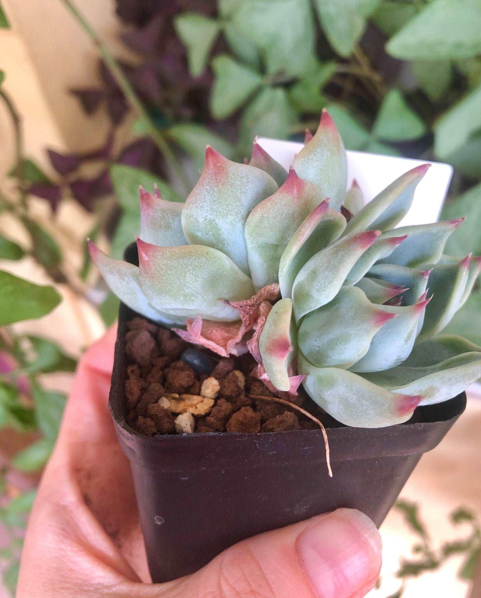 Echeveria Icon - Image 4