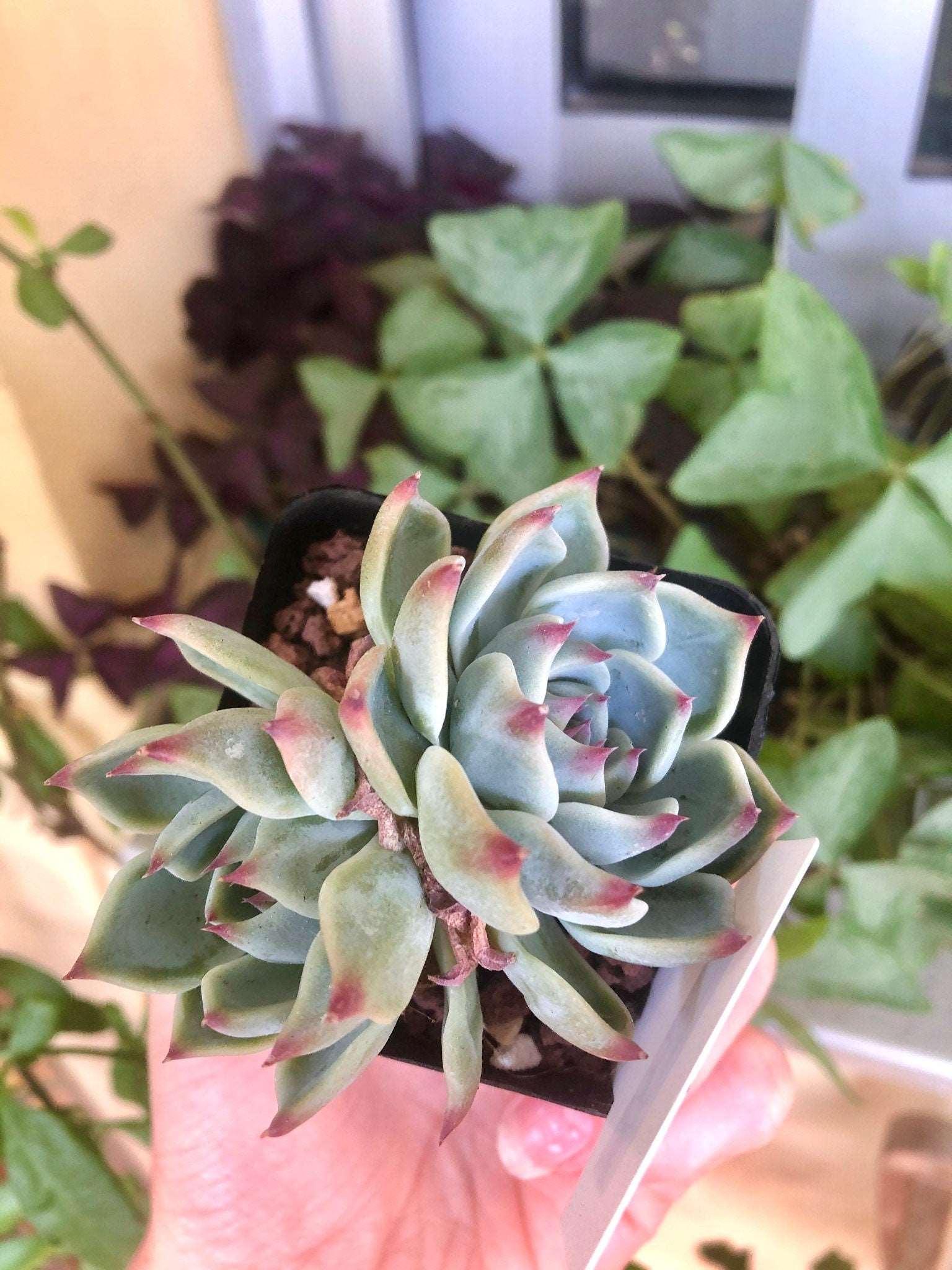 Echeveria Icon - Image 5