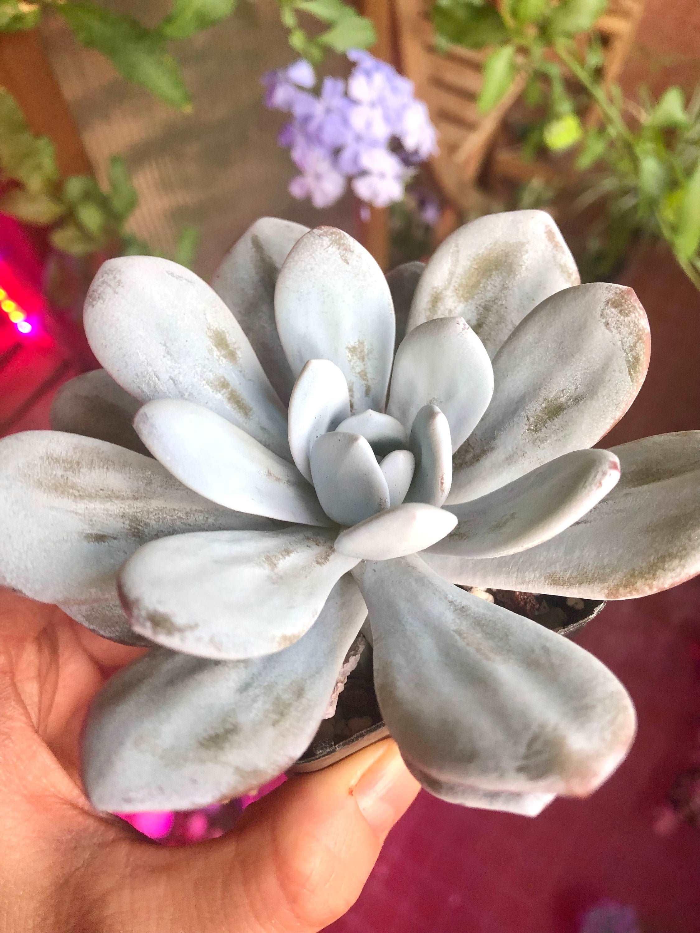 Echeveria Laui - Image 2