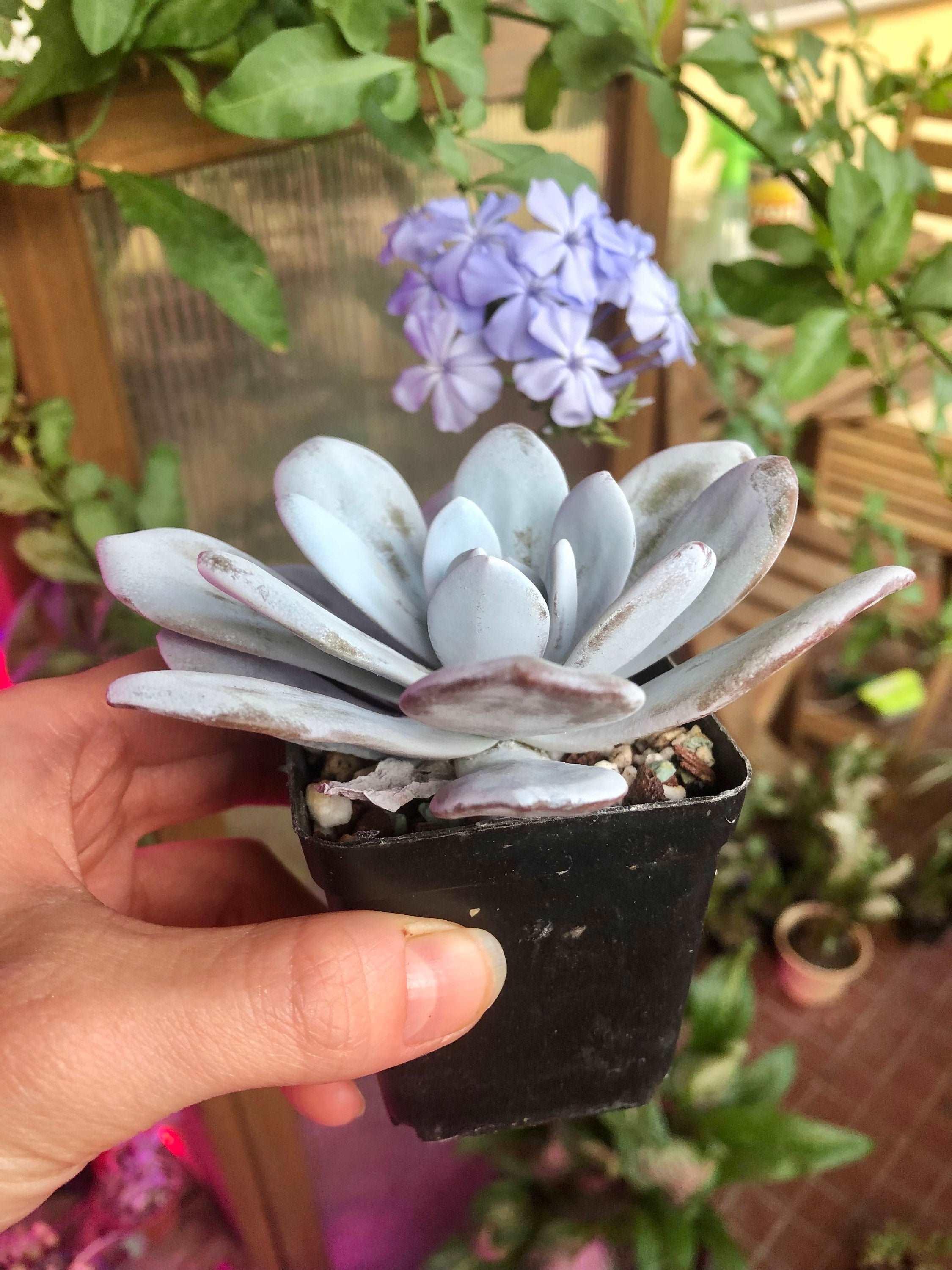 Echeveria Laui - Image 3