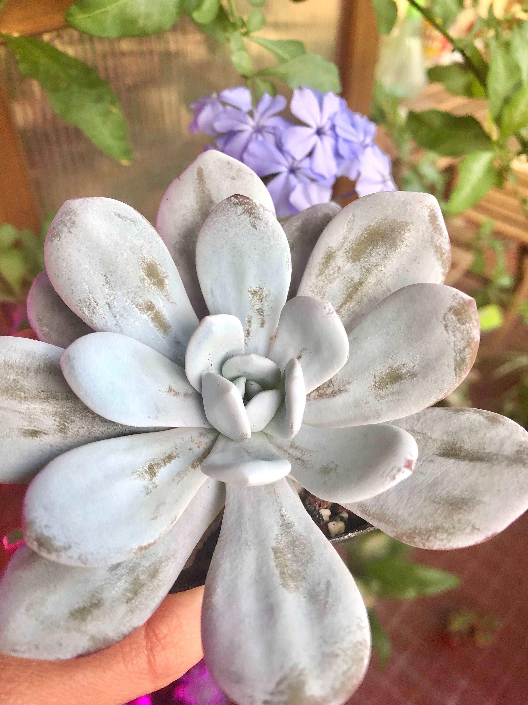 Echeveria Laui - Image 4