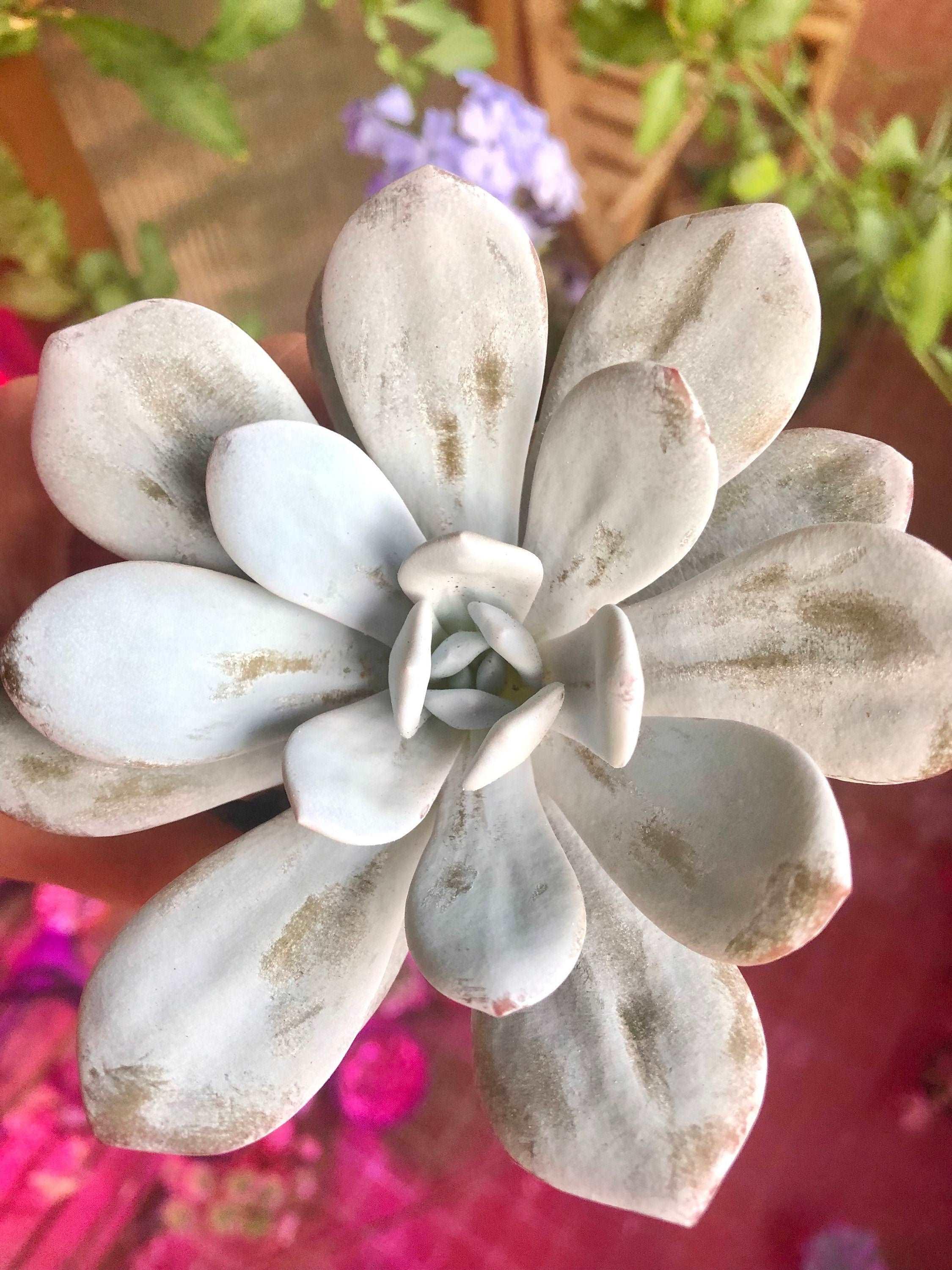 Echeveria Laui - Image 5