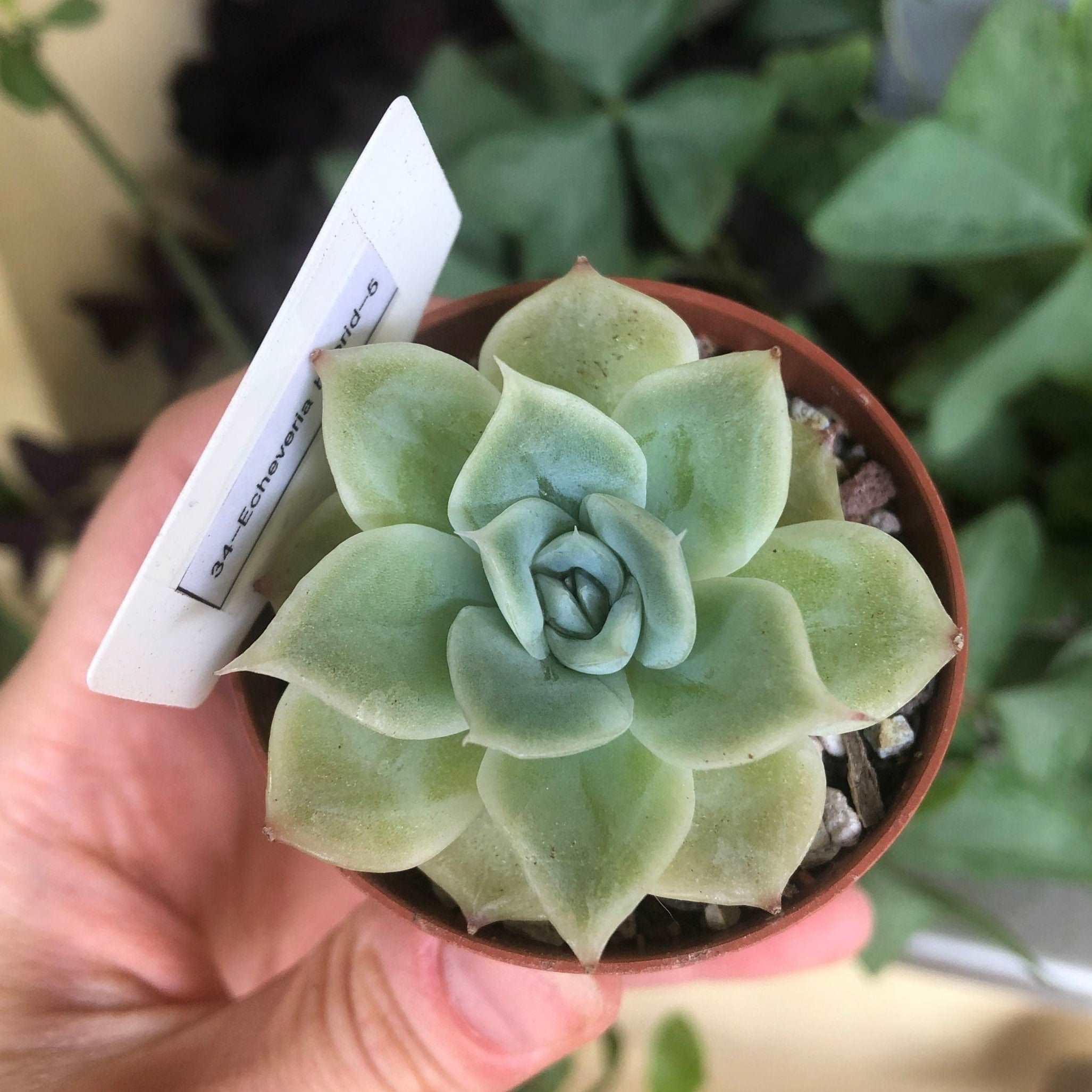 Echeveria Lemon Rose