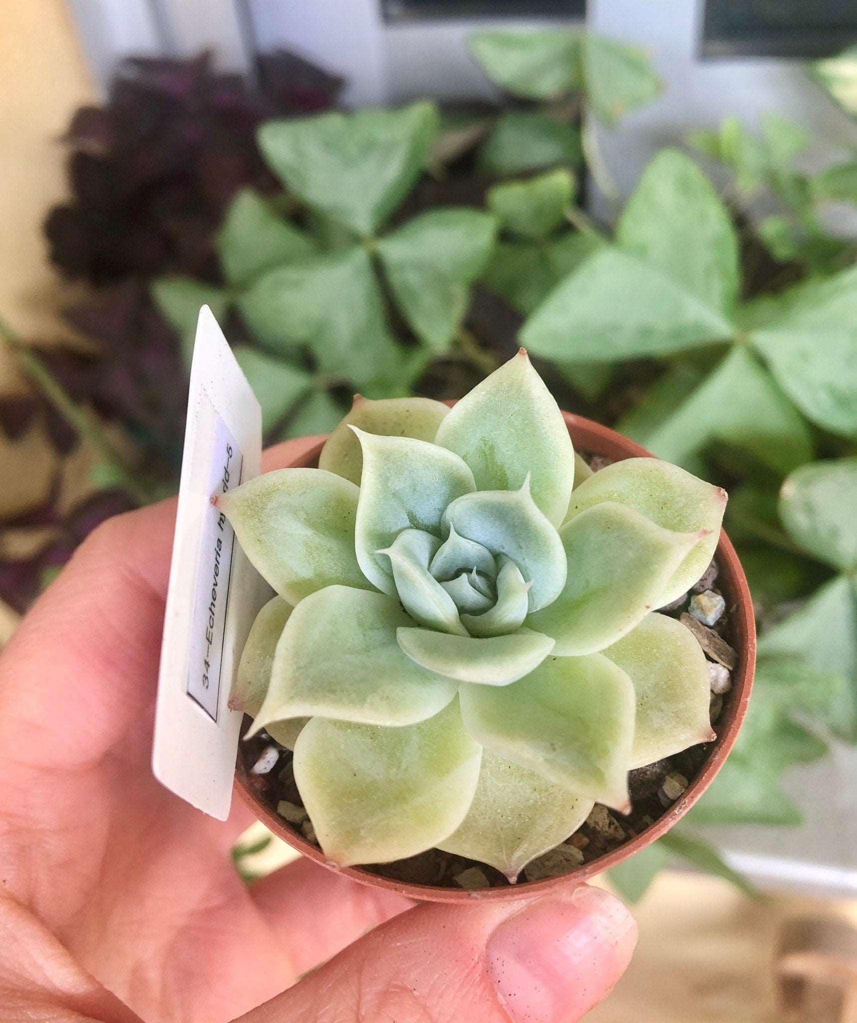 Echeveria Lemon Rose - Image 2