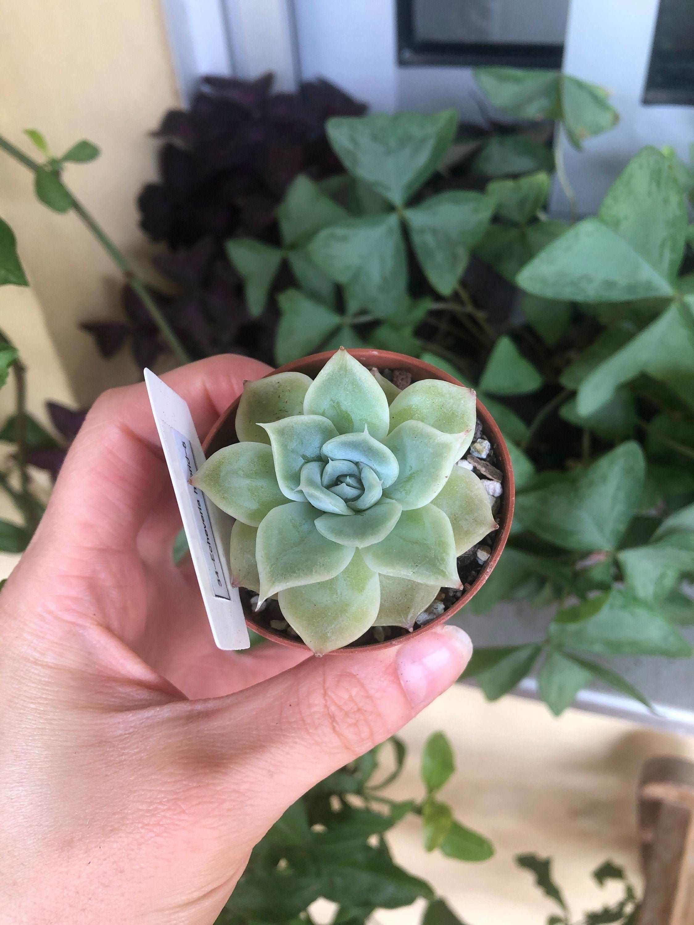 Echeveria Lemon Rose - Image 3