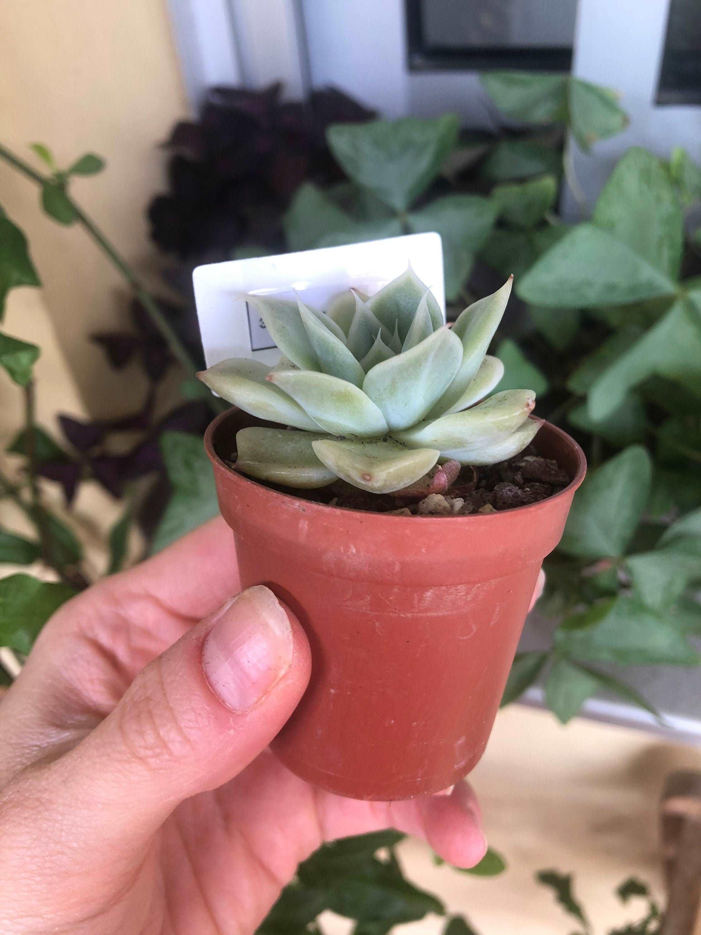 Echeveria Lemon Rose - Image 4