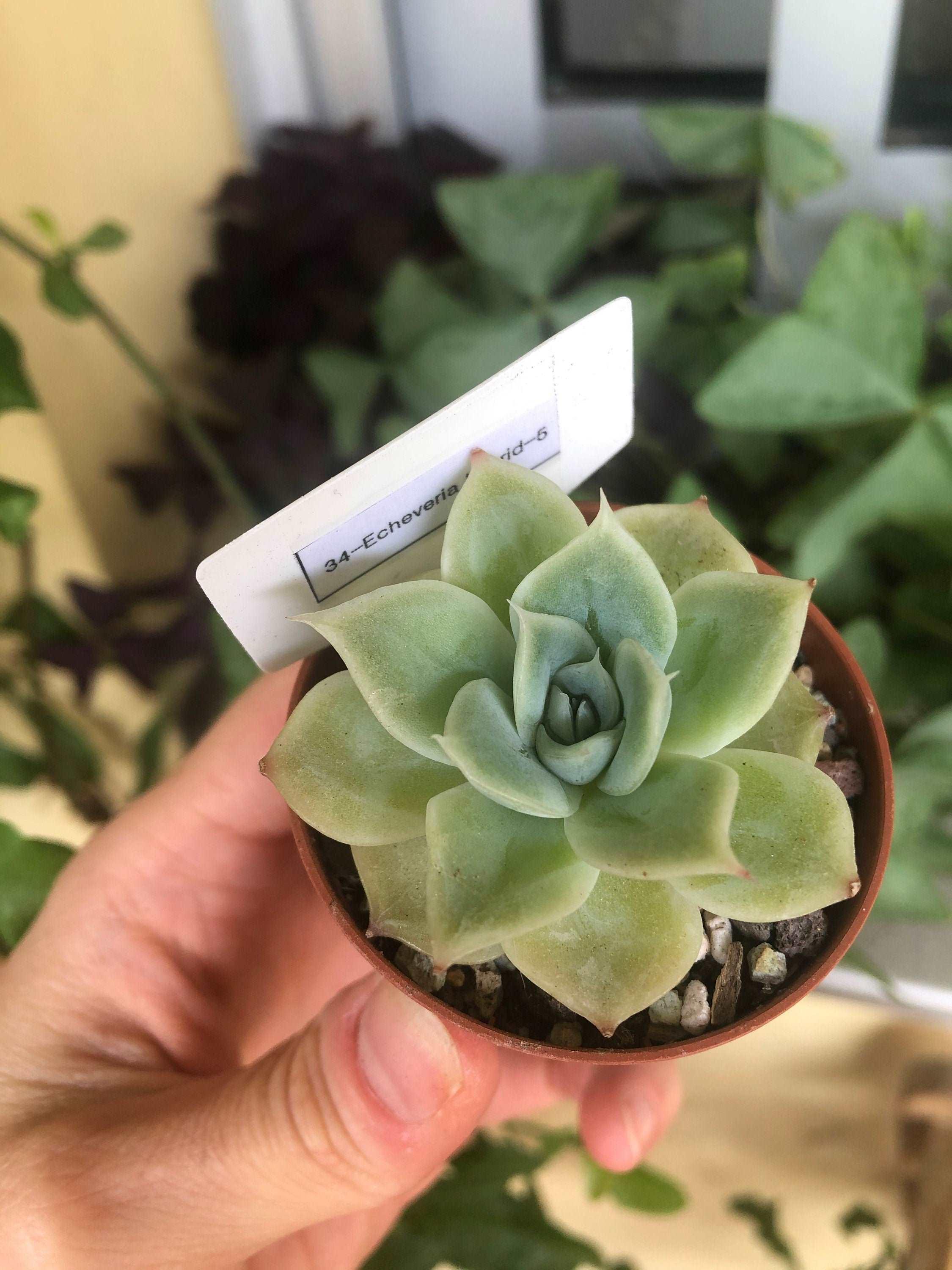 Echeveria Lemon Rose - Image 5