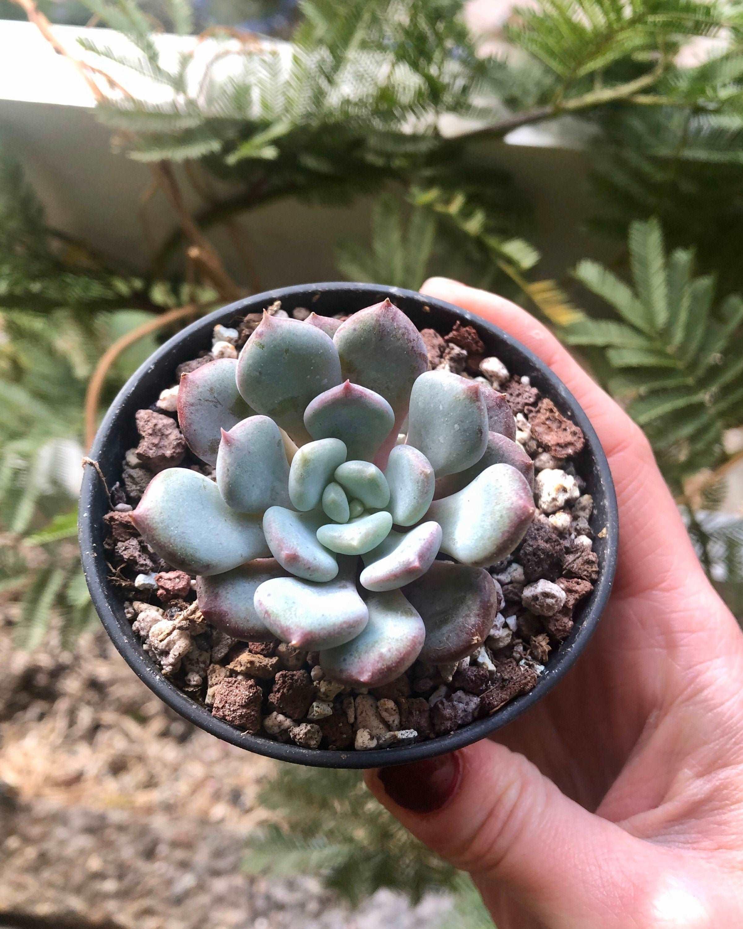 Echeveria Lepe - Image 3