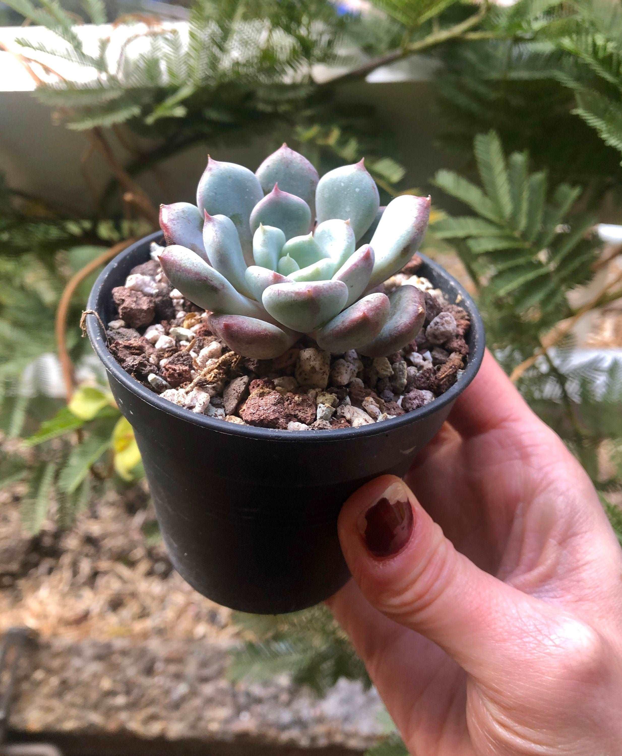 Echeveria Lepe - Image 4