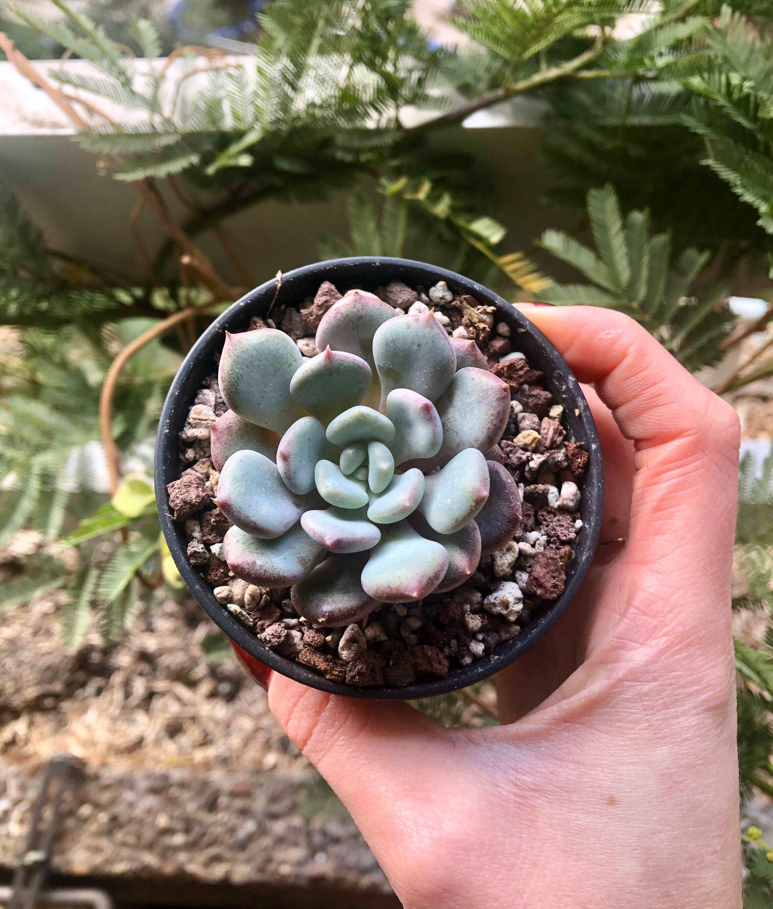 Echeveria Lepe - Image 5