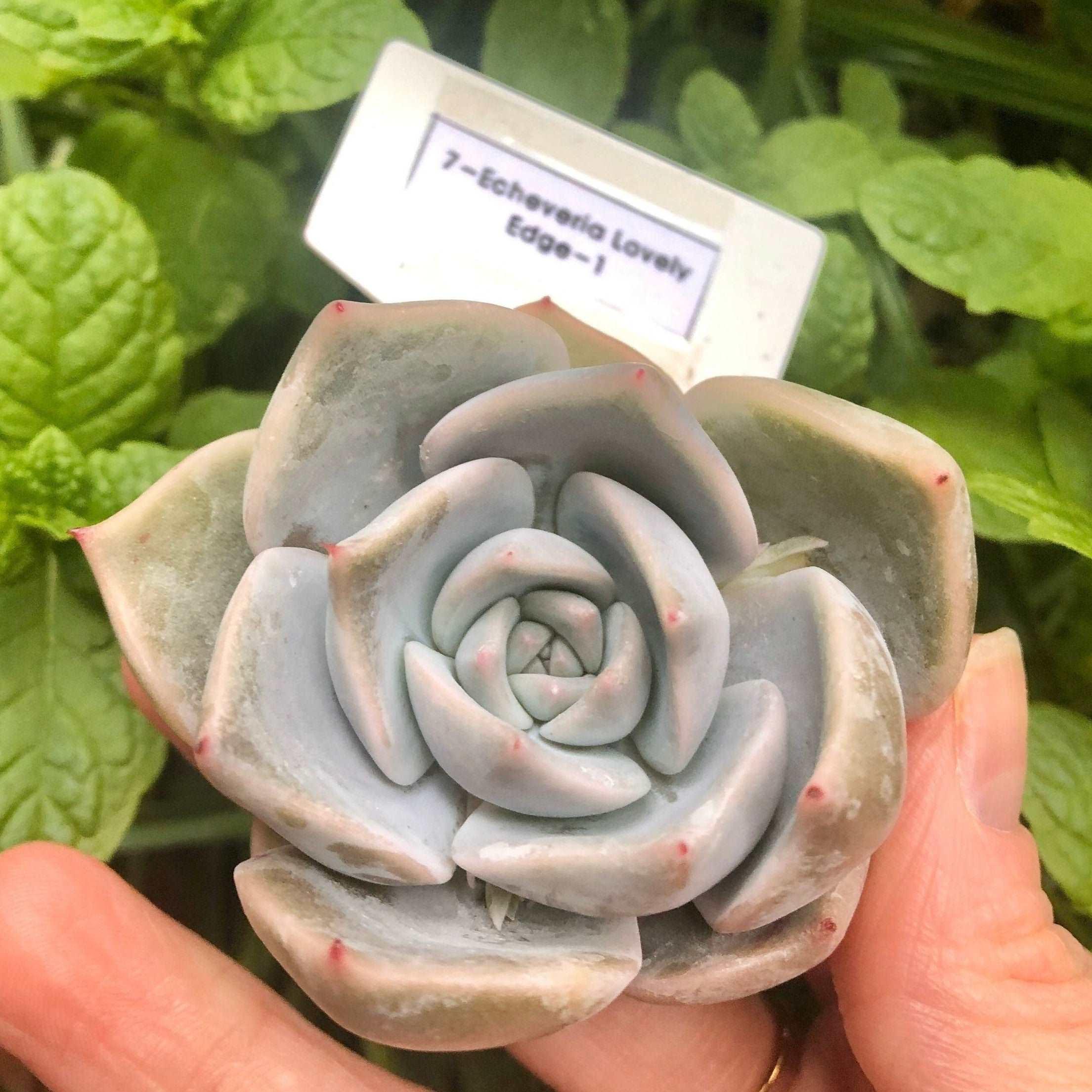 Echeveria Lovely Edge