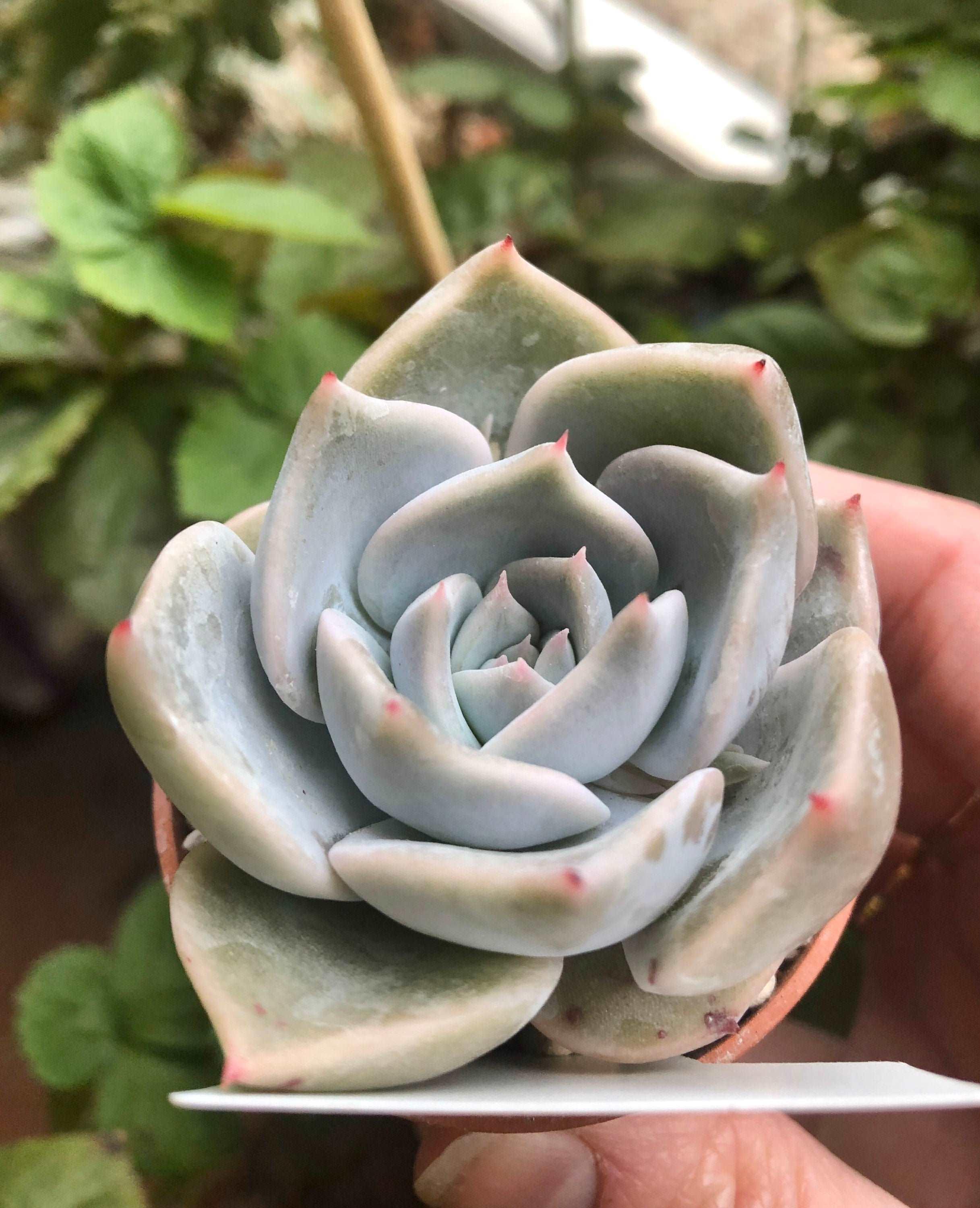 Echeveria Lovely Edge - Image 2
