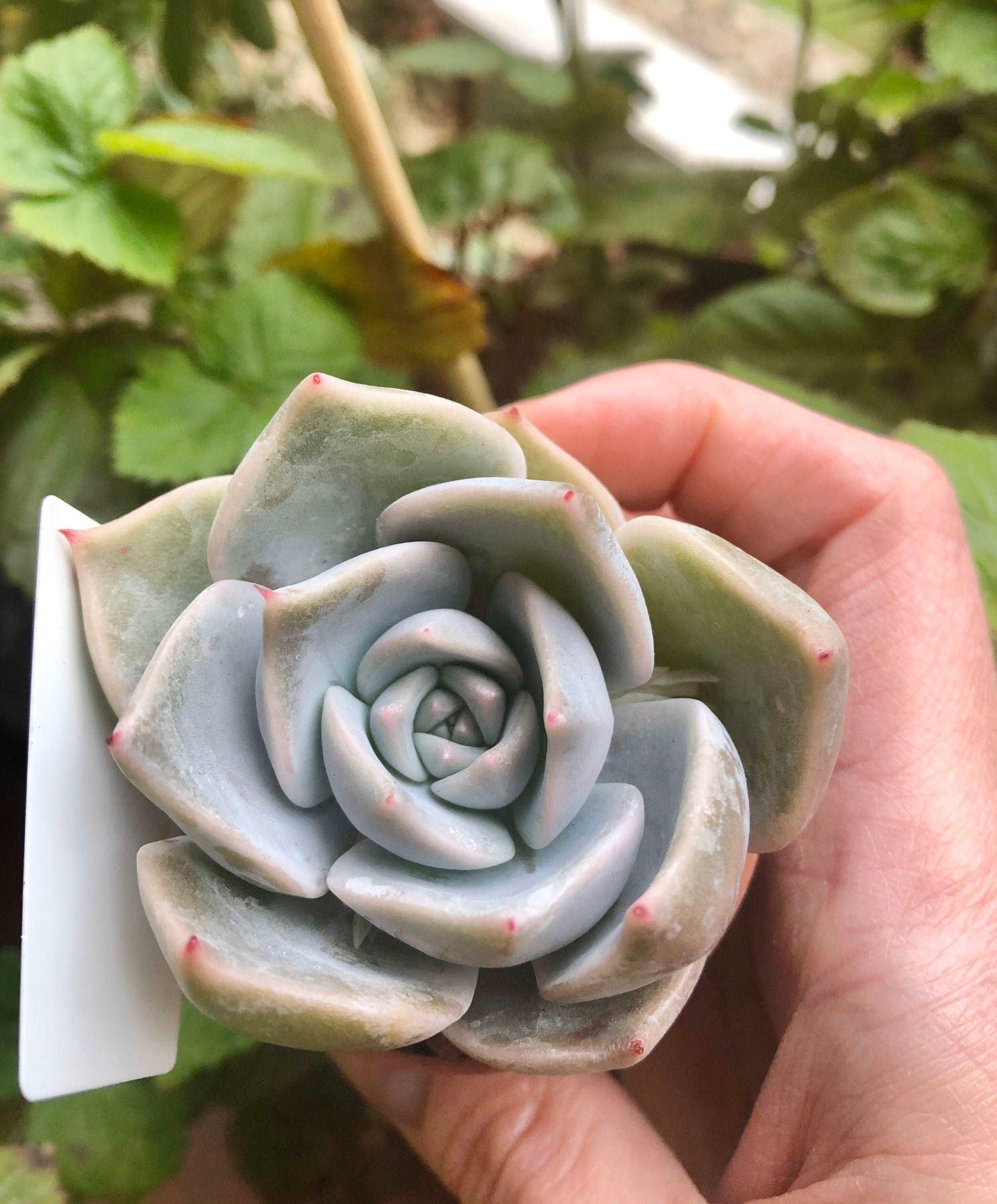 Echeveria Lovely Edge - Image 3