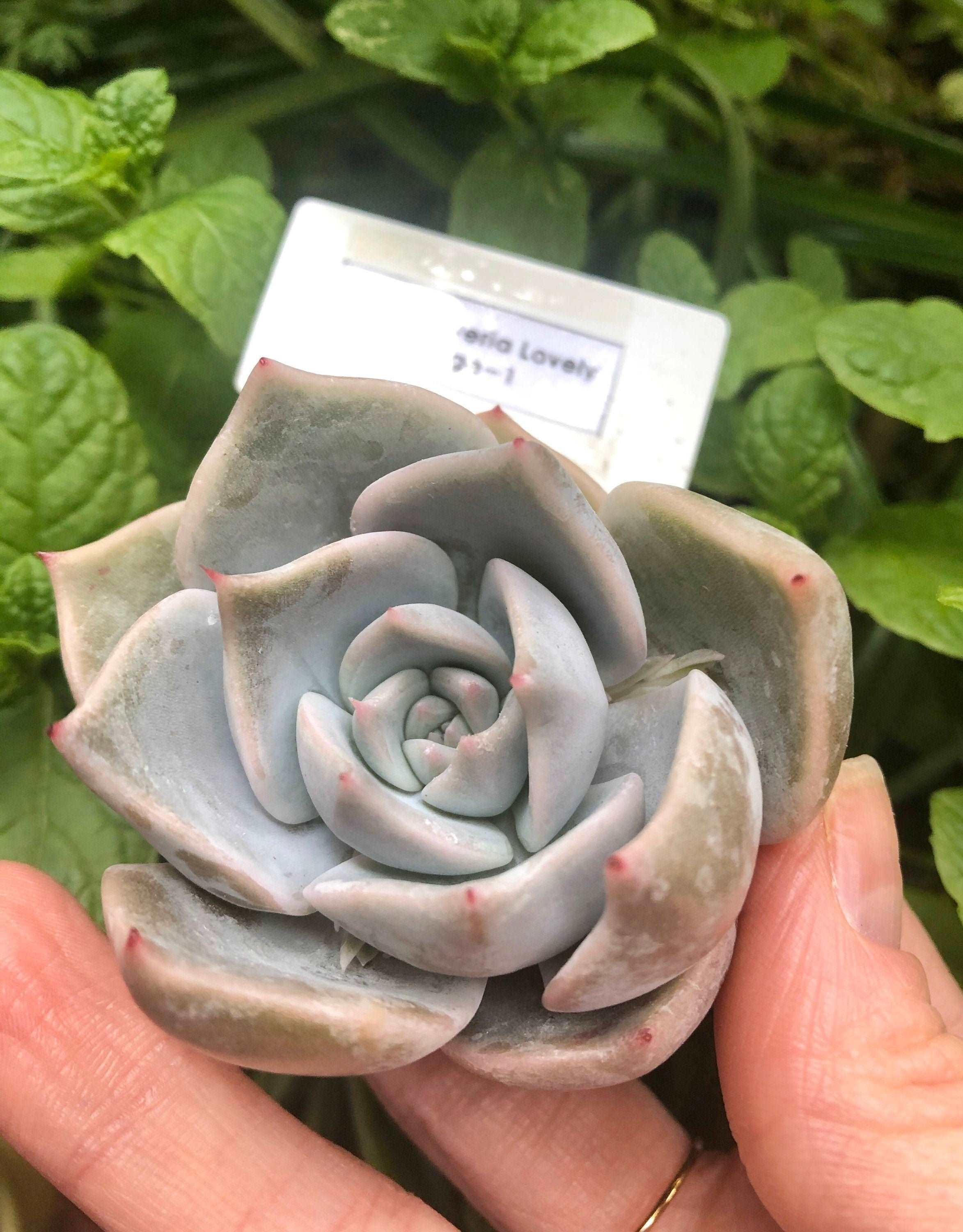 Echeveria Lovely Edge - Image 4