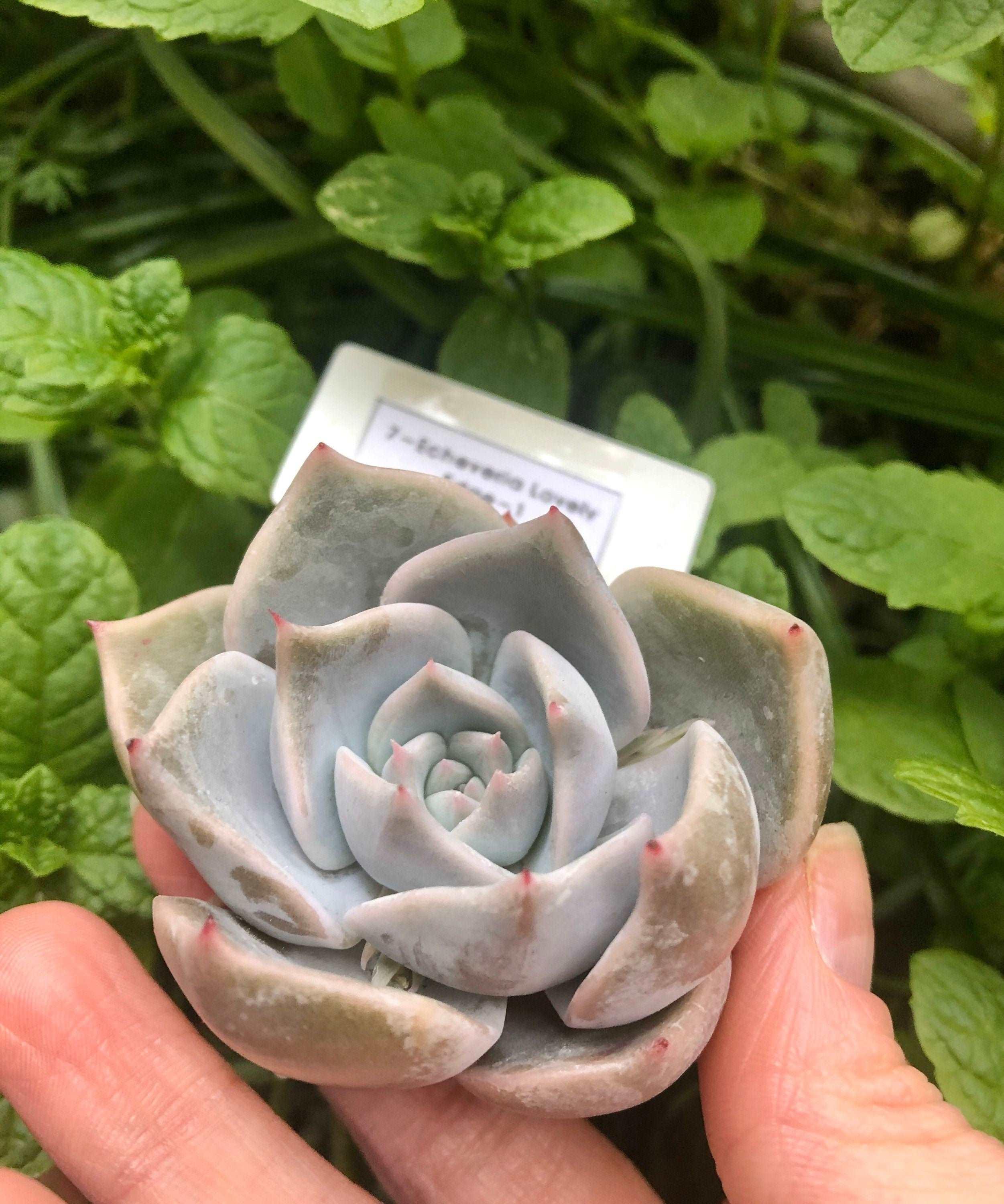 Echeveria Lovely Edge - Image 5