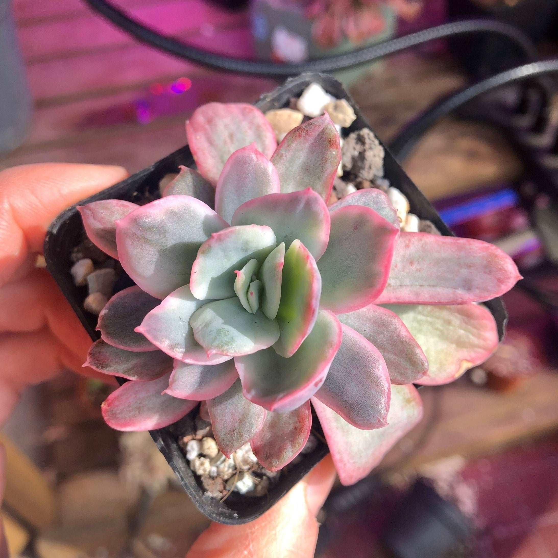 Echeveria Luella Variegata