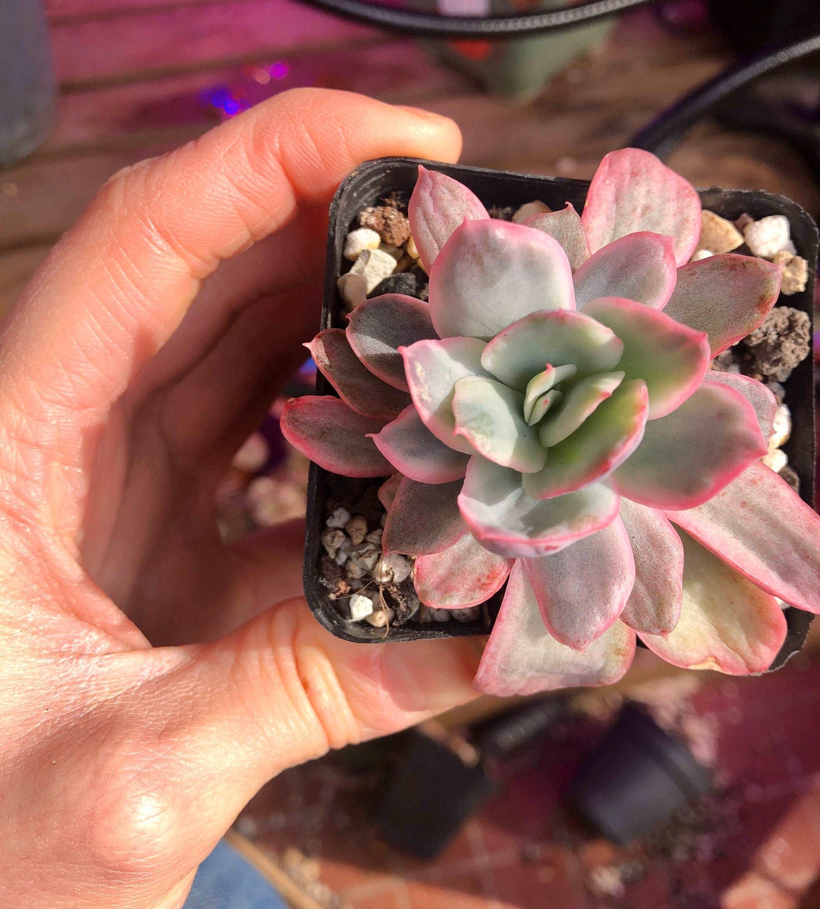 Echeveria Luella Variegata - Image 2