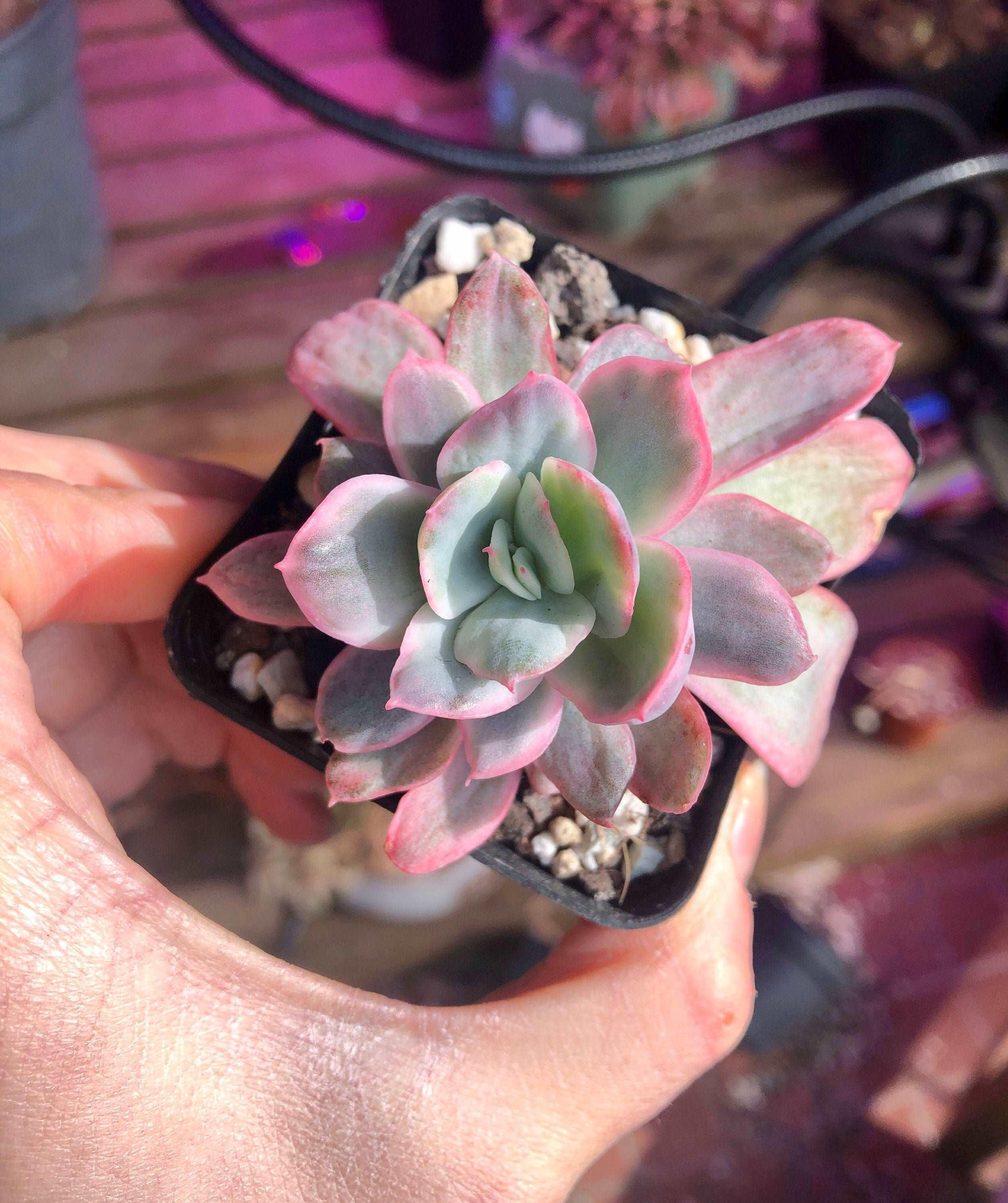 Echeveria Luella Variegata - Image 3