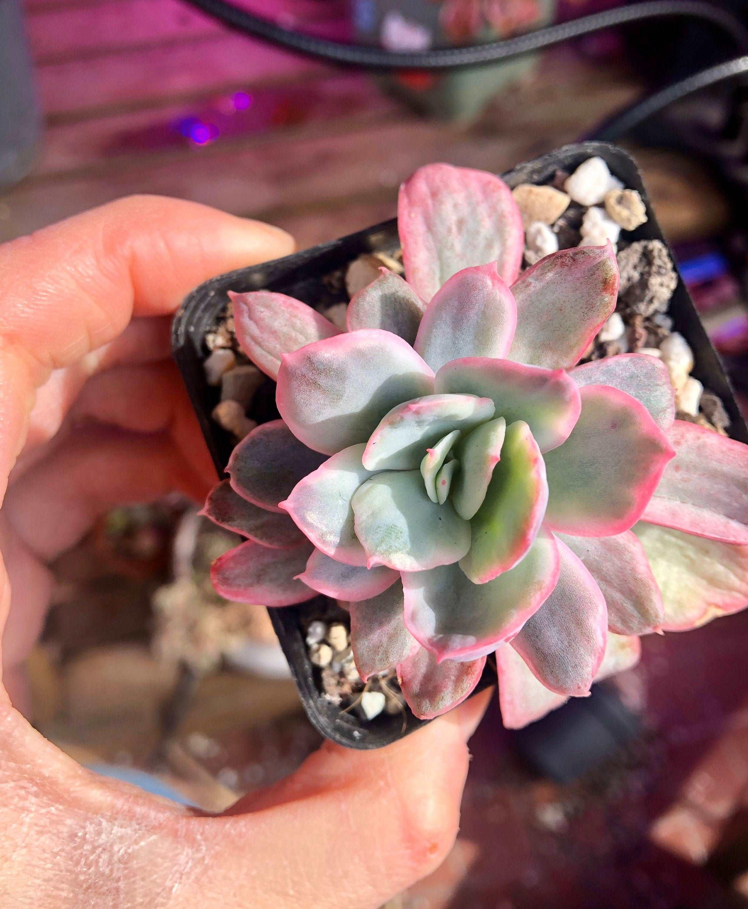 Echeveria Luella Variegata - Image 4