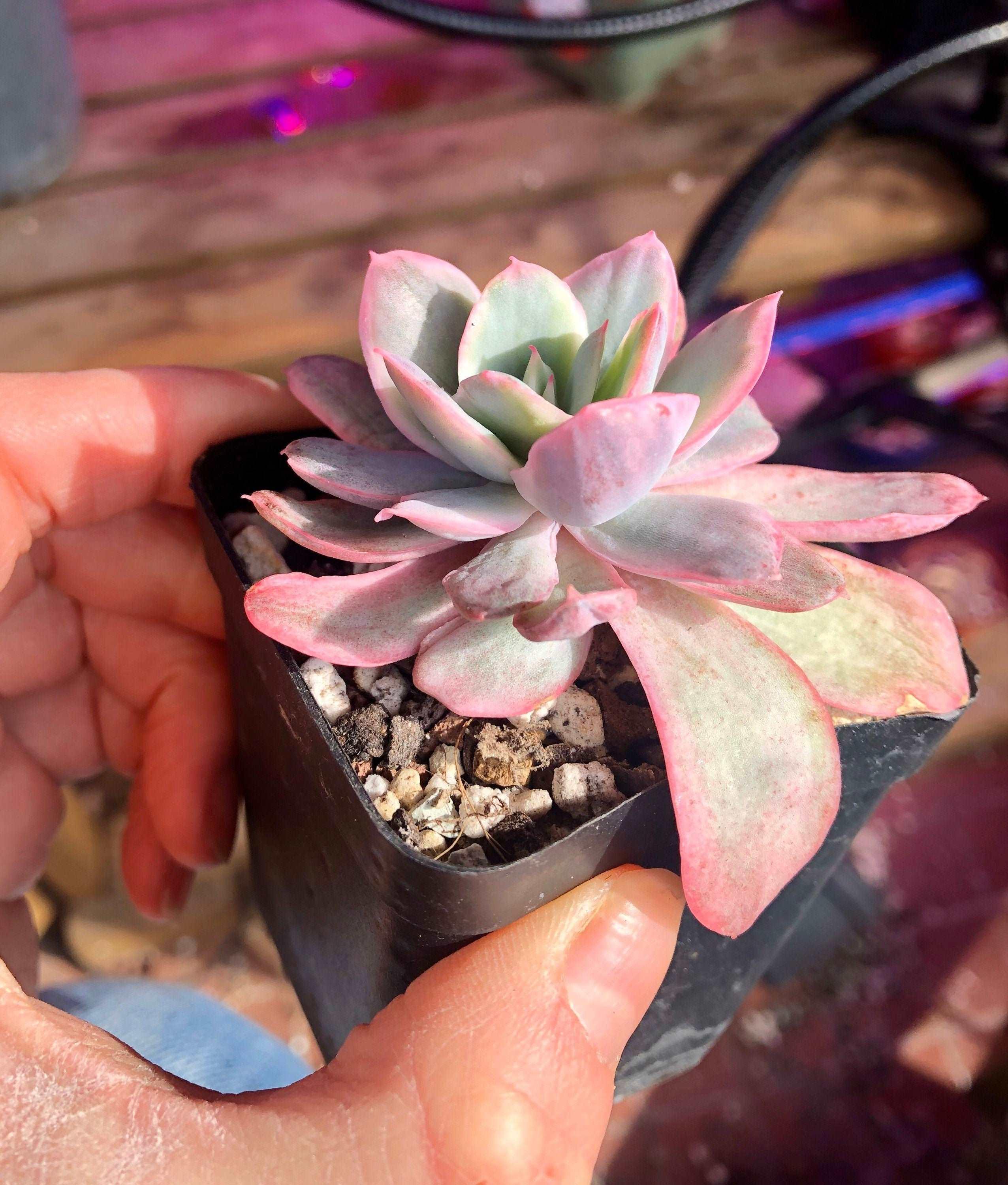 Echeveria Luella Variegata - Image 5