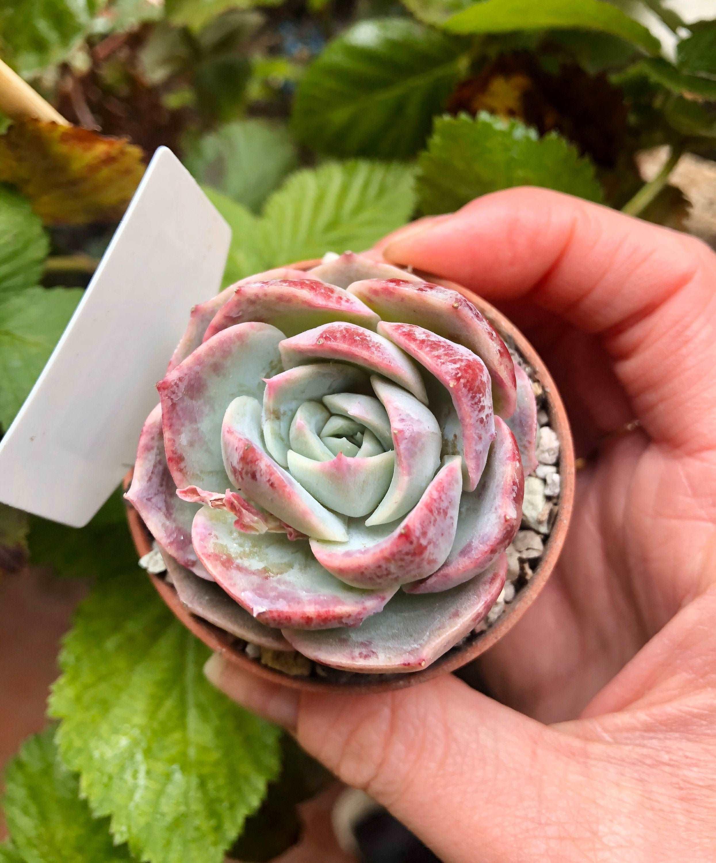 Echeveria Marianne - Image 2