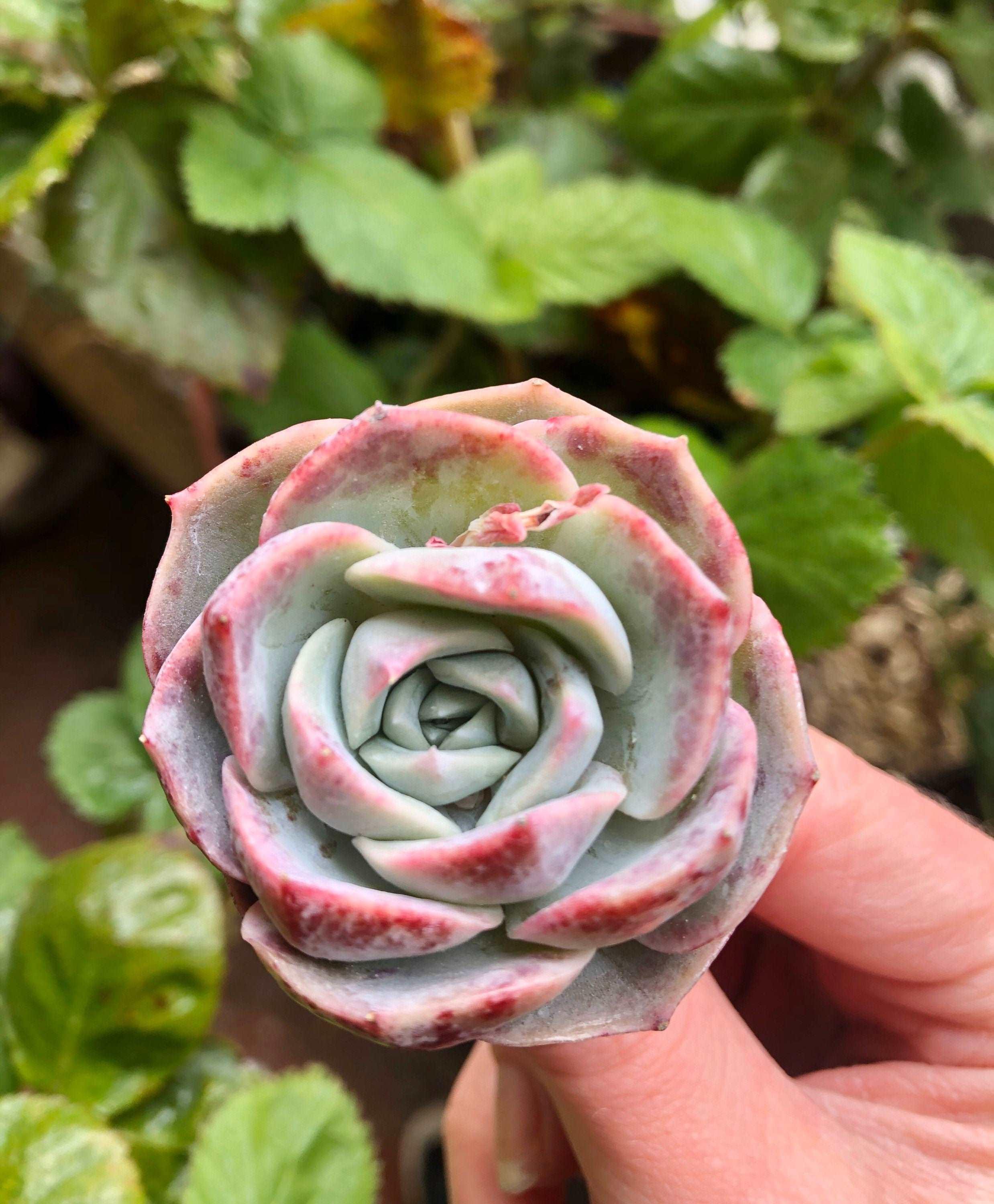 Echeveria Marianne - Image 3